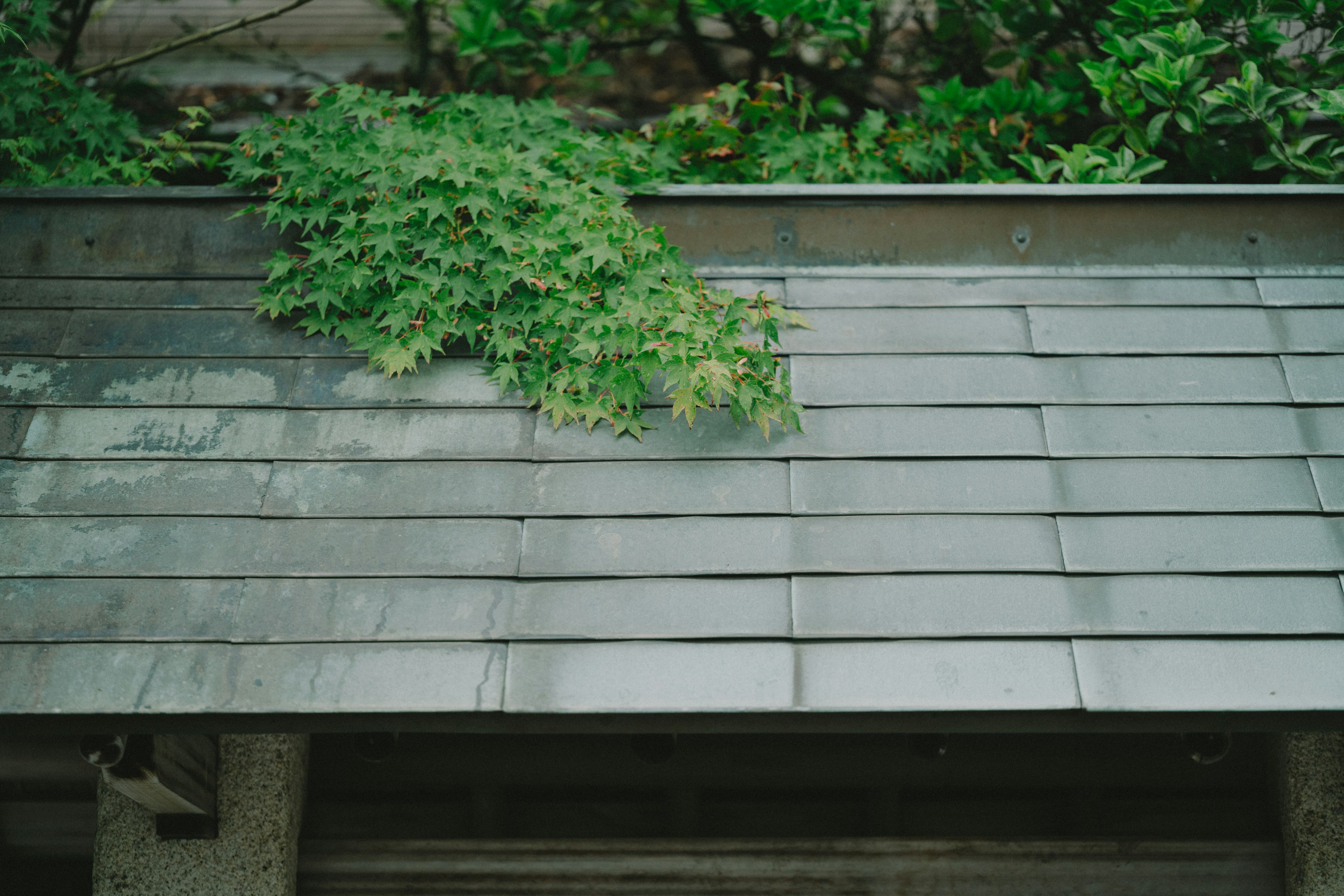 A green plant growing on a roof with gray tiles