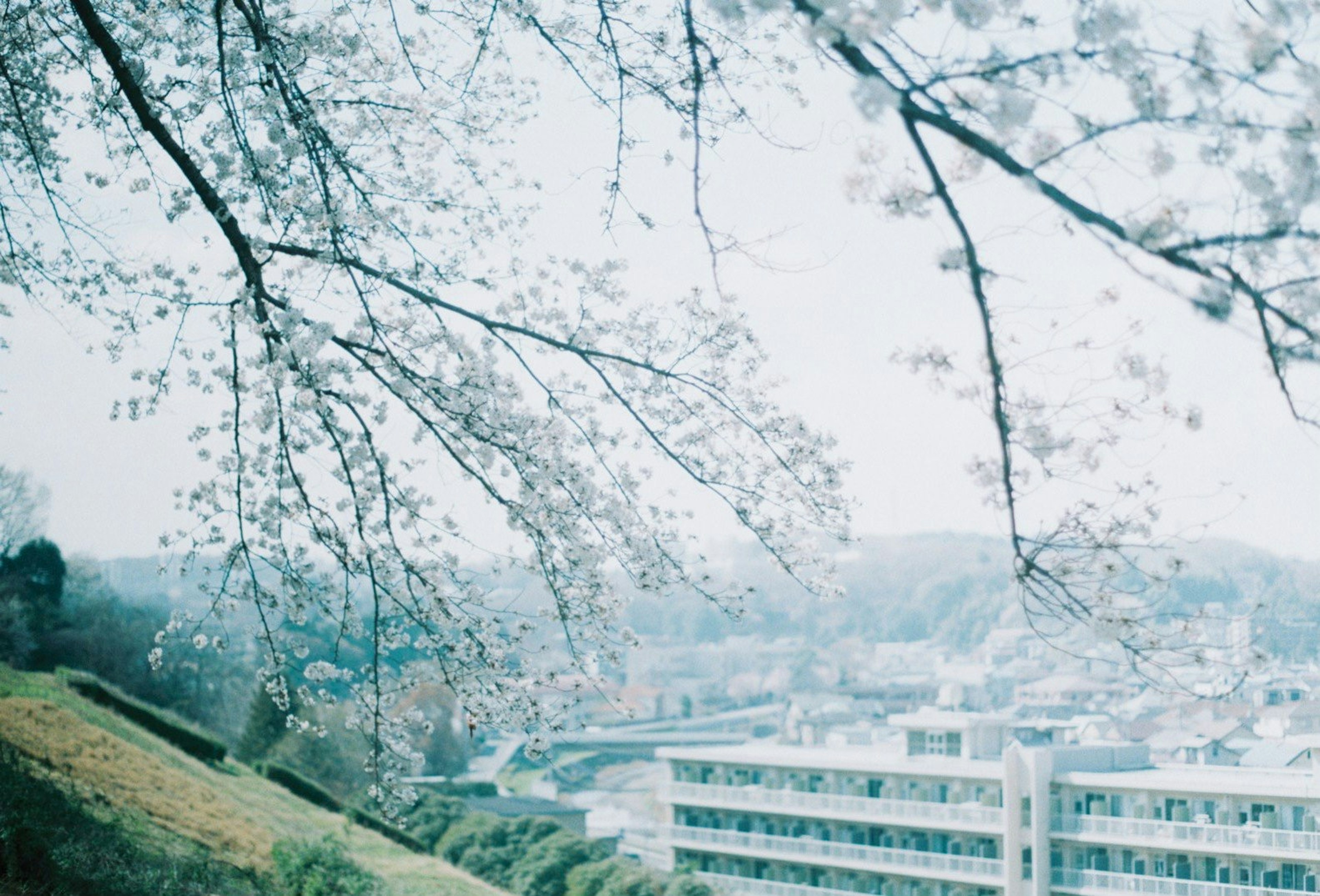 桜の花が咲く枝と街の景色を捉えた風景