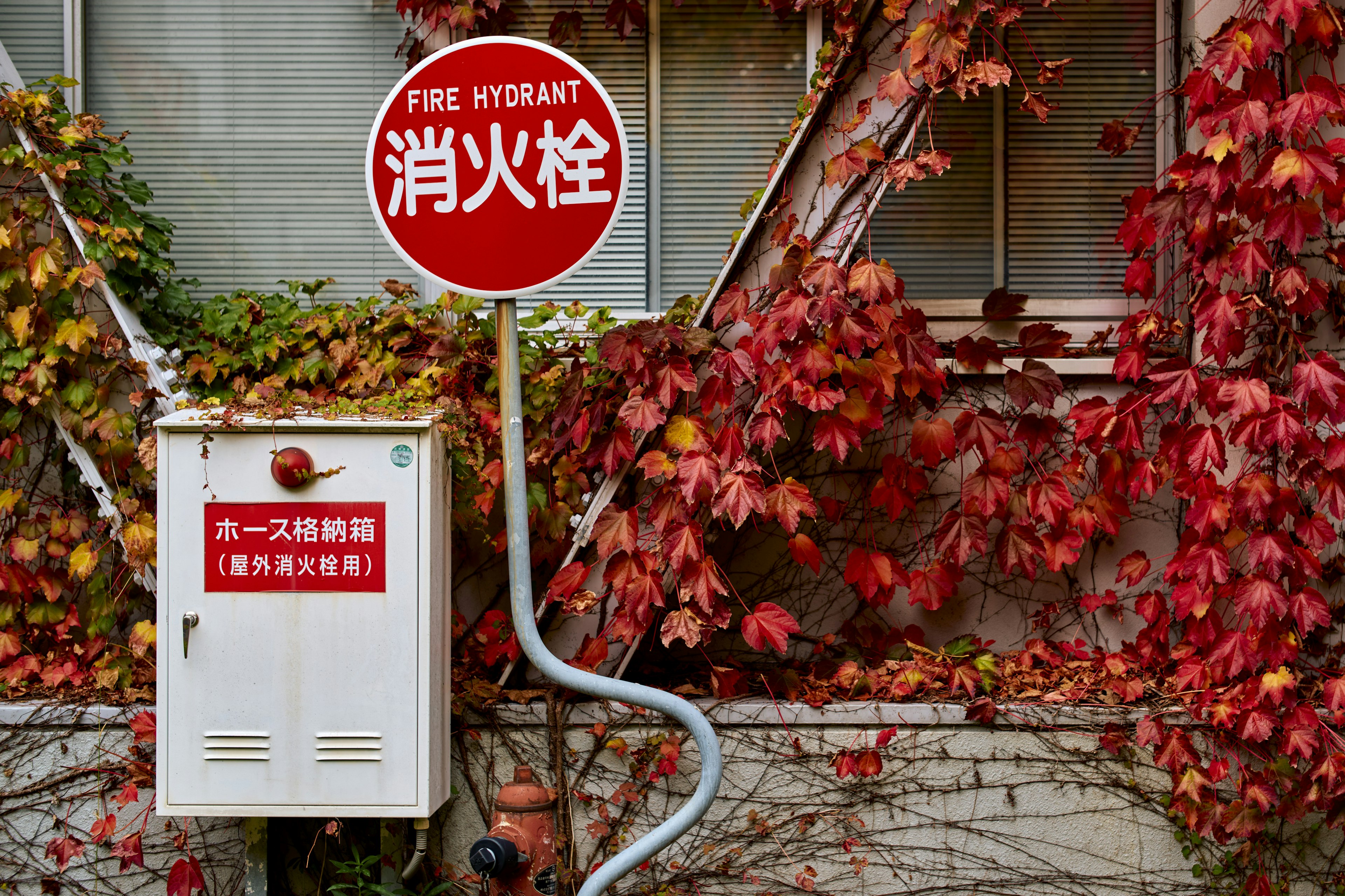 Rotes Hydranten-Schild mit einer weißen Box, die von Efeu am Wand bedeckt ist