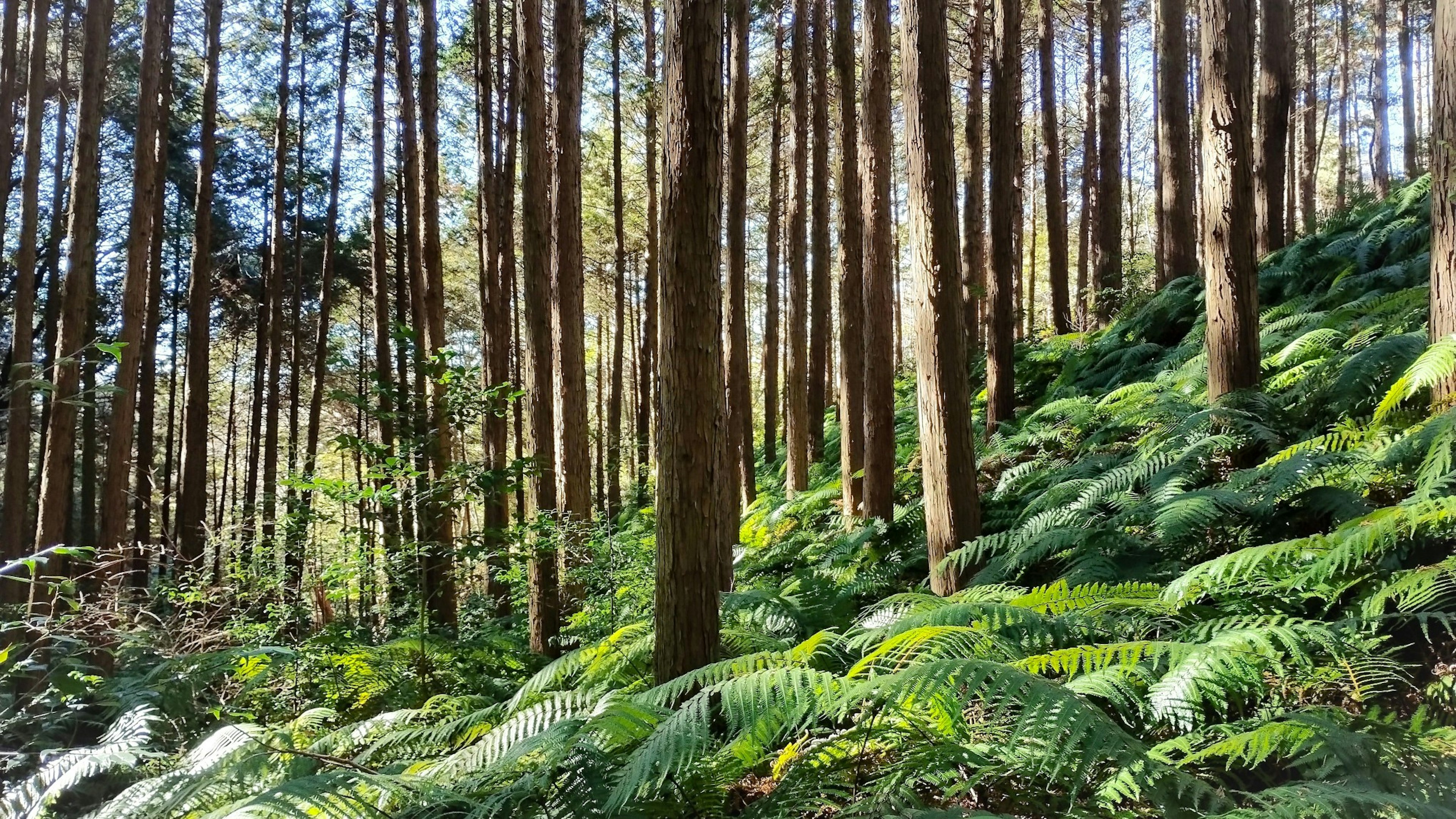 Tall trees surrounded by lush ferns in a forest