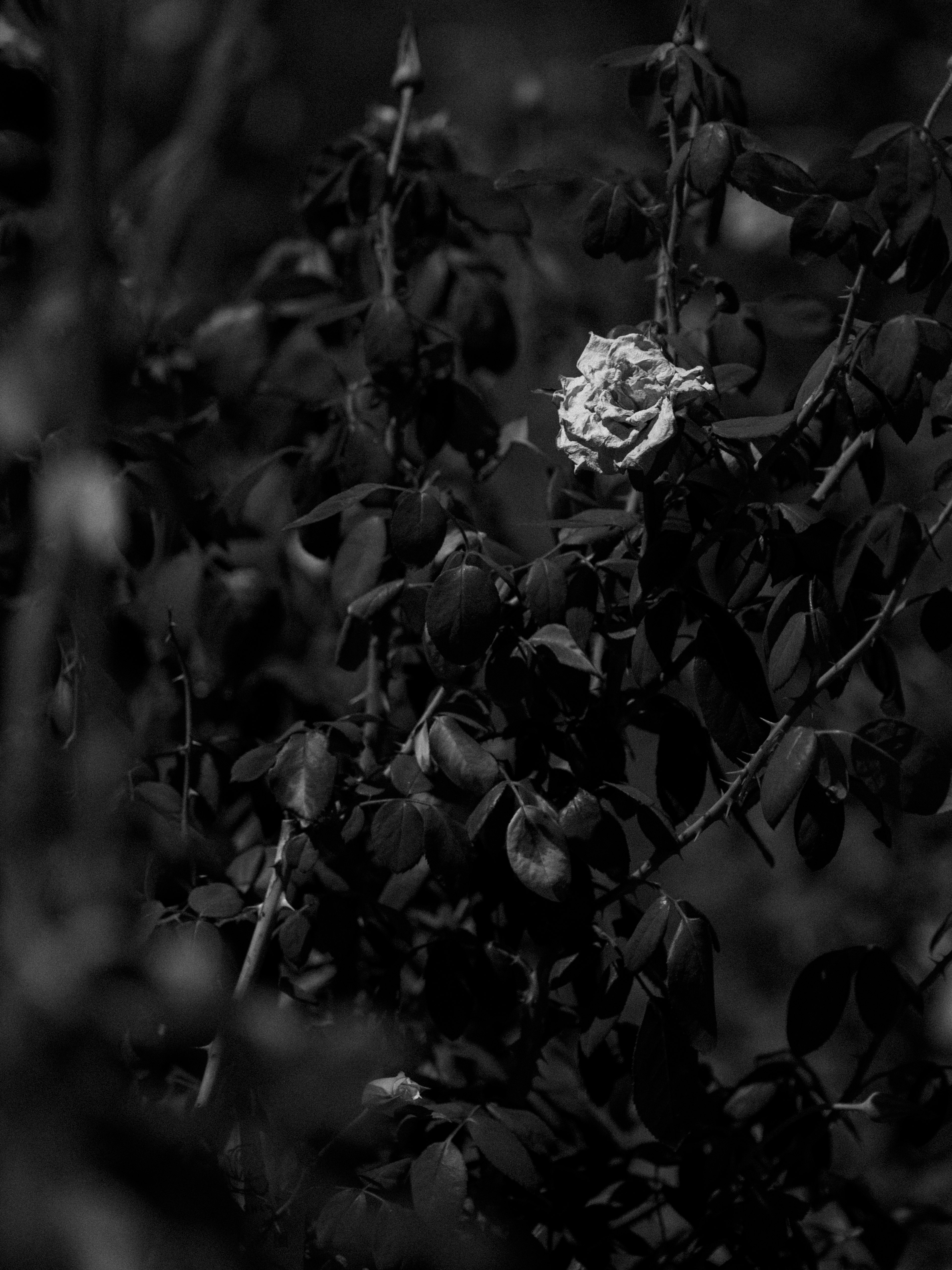 A single white rose stands out against a dark background of leaves