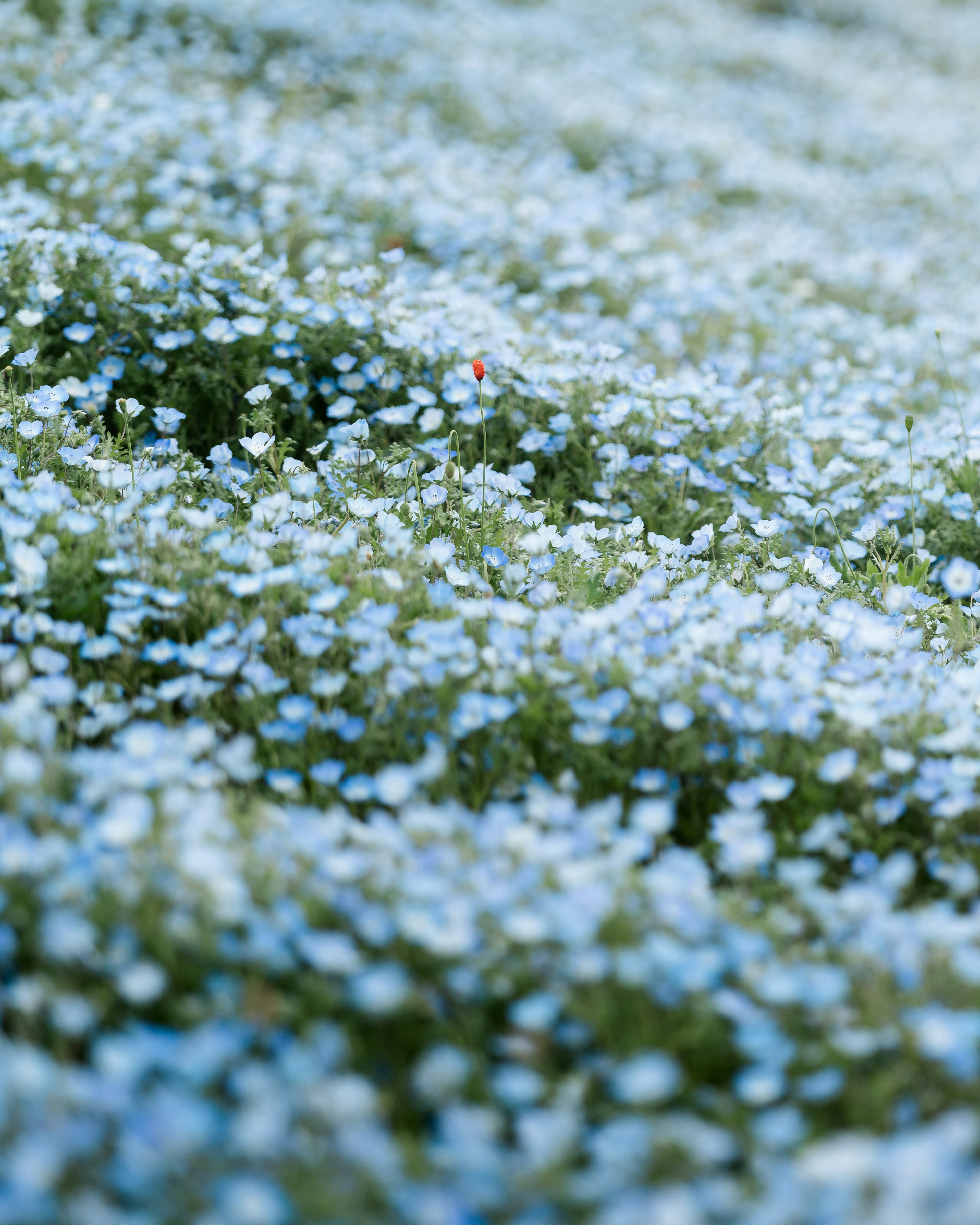 Ein Feld mit blühenden blauen Blumen und grünem Laub