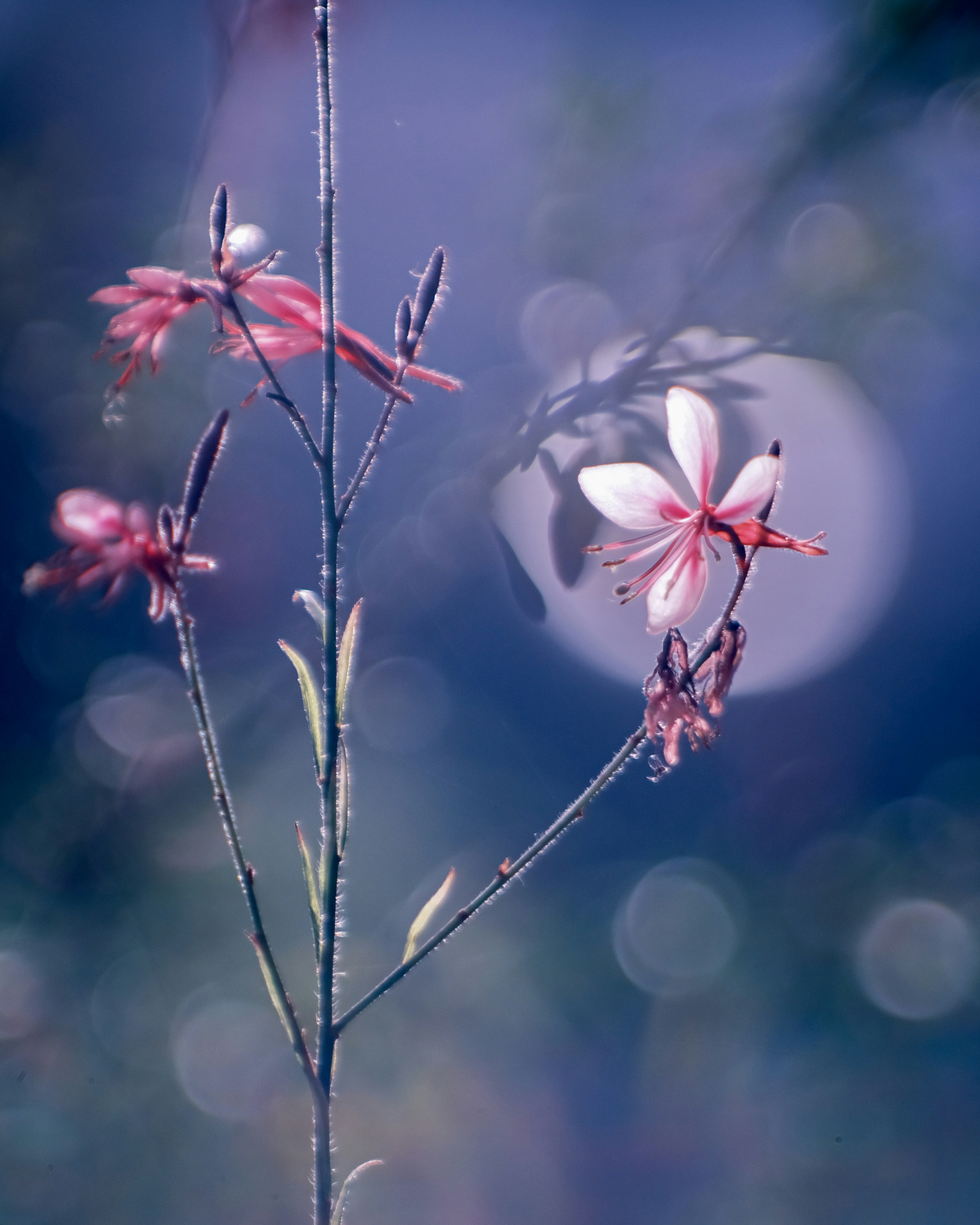 薄紫色の背景に咲くピンクの花と緑の茎の植物