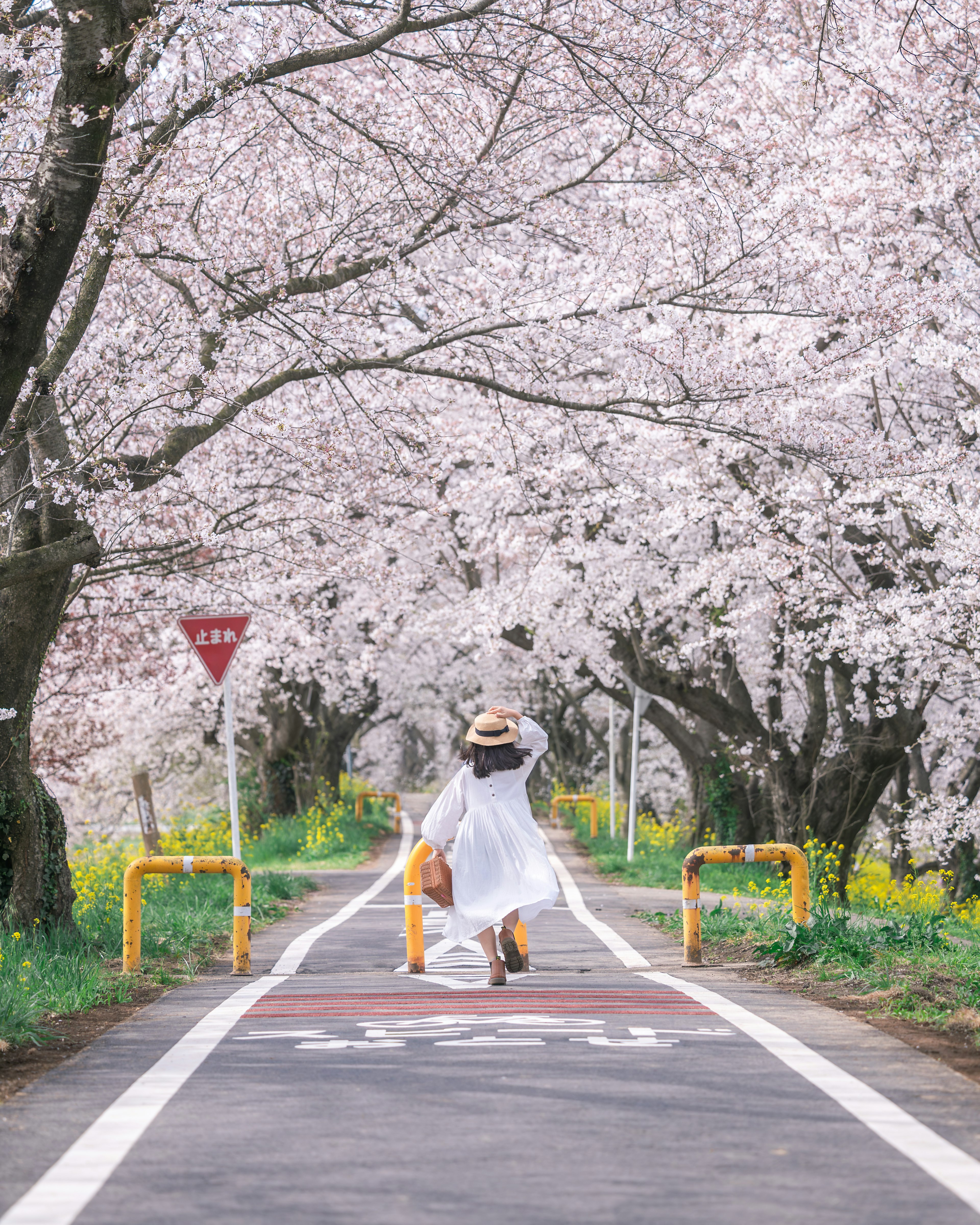 桜の木に囲まれた道を歩く女性 白いドレスと帽子を着用