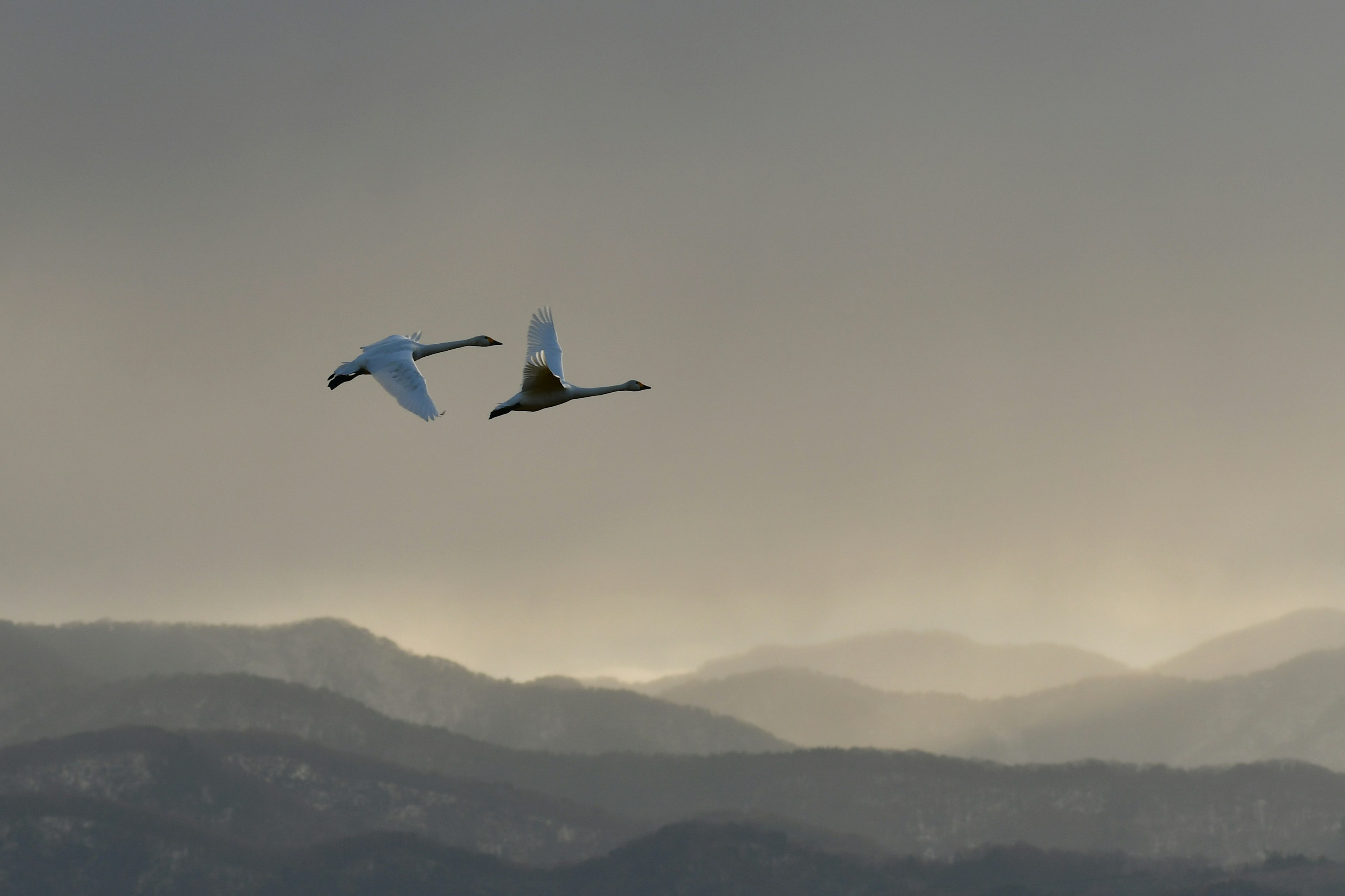 Two swans flying over mountain landscapes