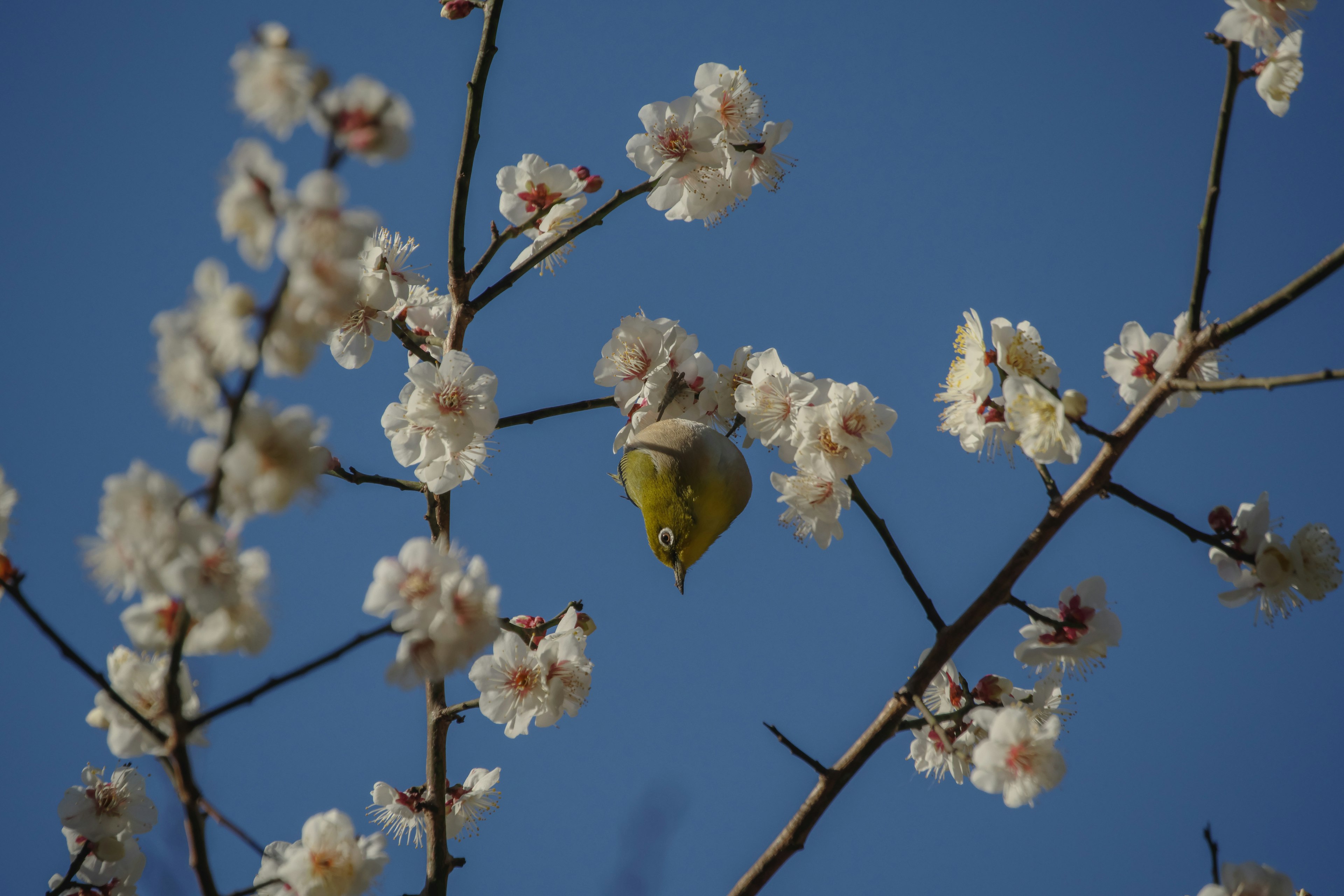 Un oiseau parmi des fleurs blanches en fleurs sous un ciel bleu