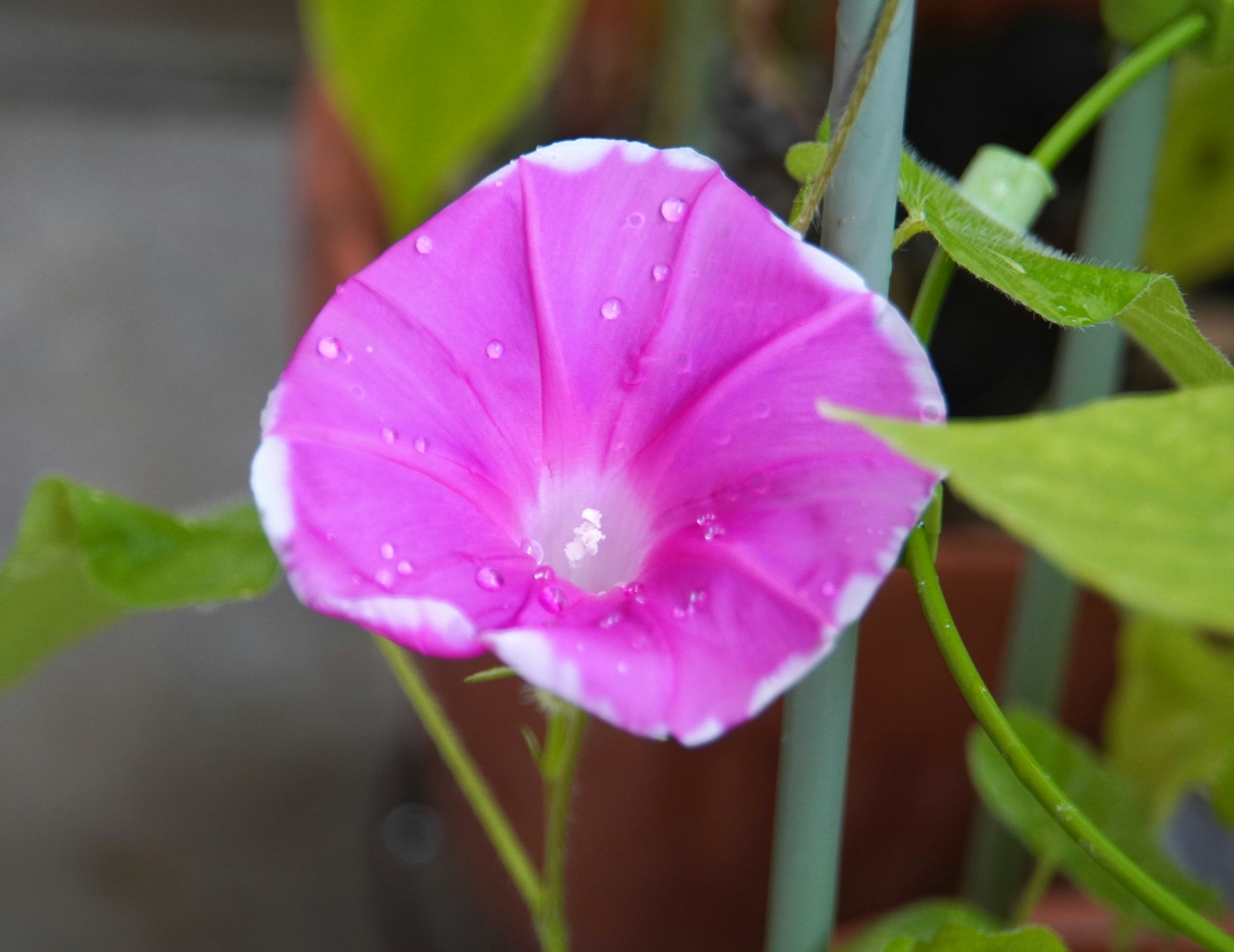 Un primer plano de una flor de gloria de la mañana rosa rodeada de hojas verdes con gotas de agua