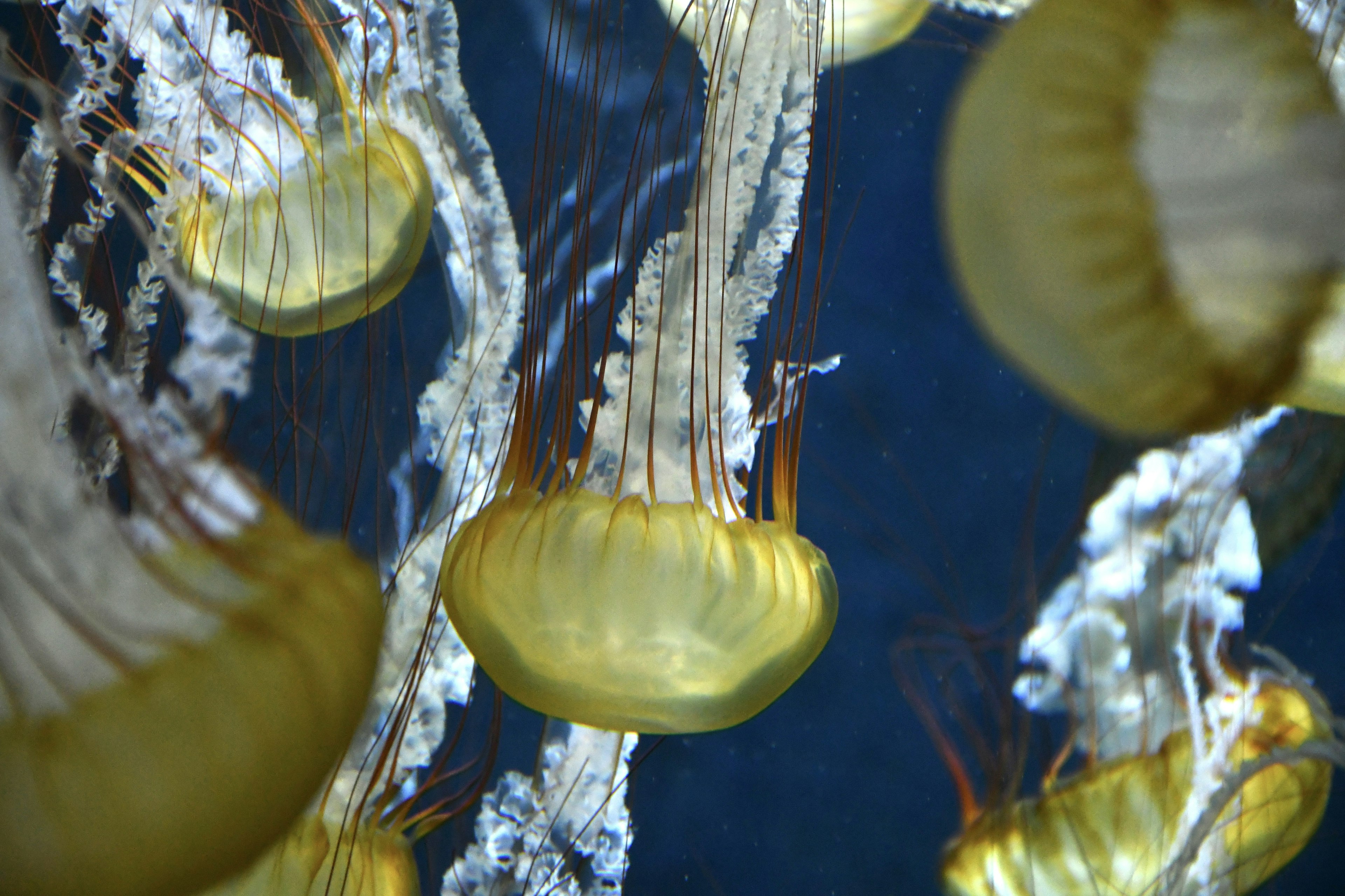 Un gruppo di meduse gialle che galleggiano in acqua su uno sfondo blu