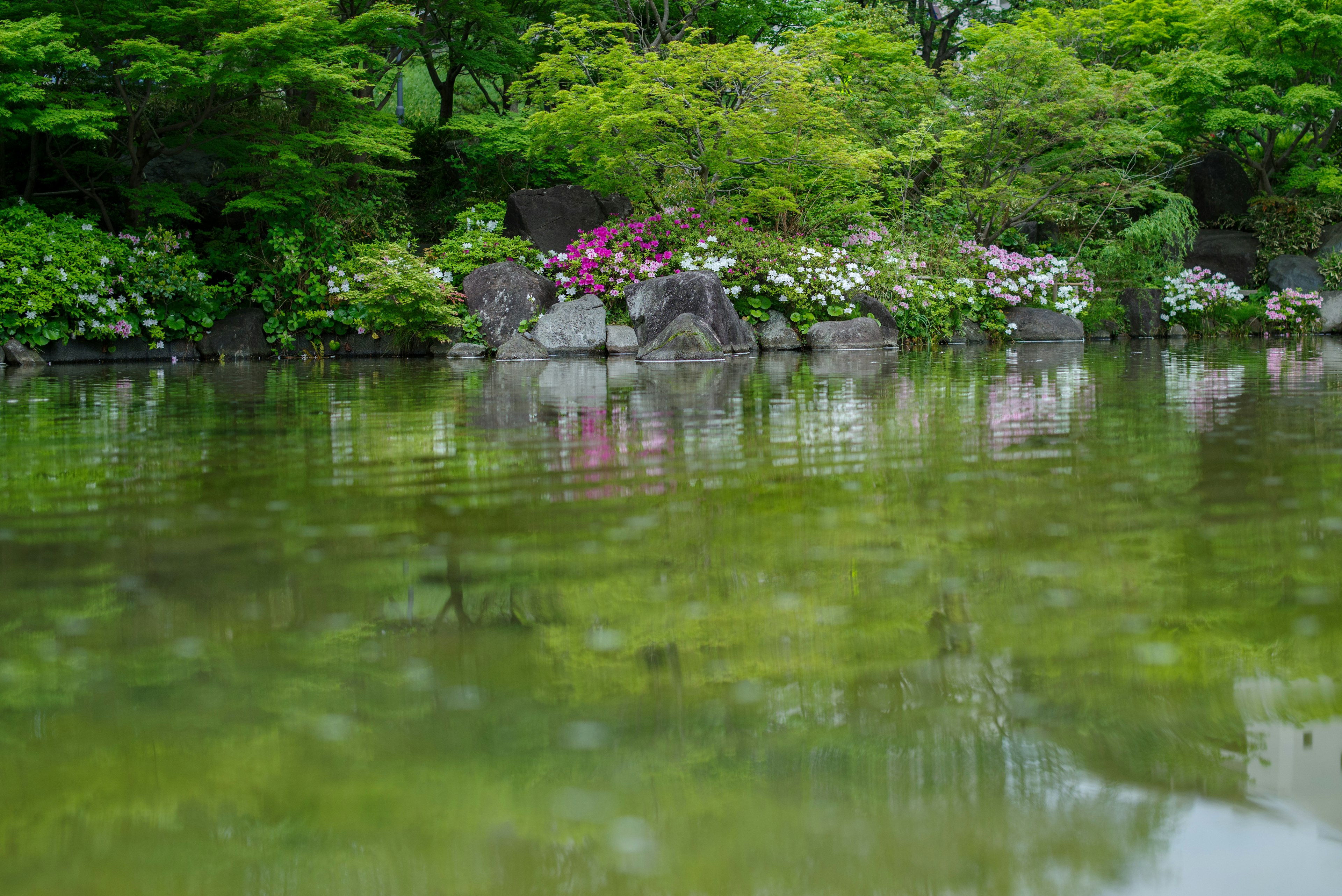 Tranquil pond surrounded by lush greenery and colorful flowers