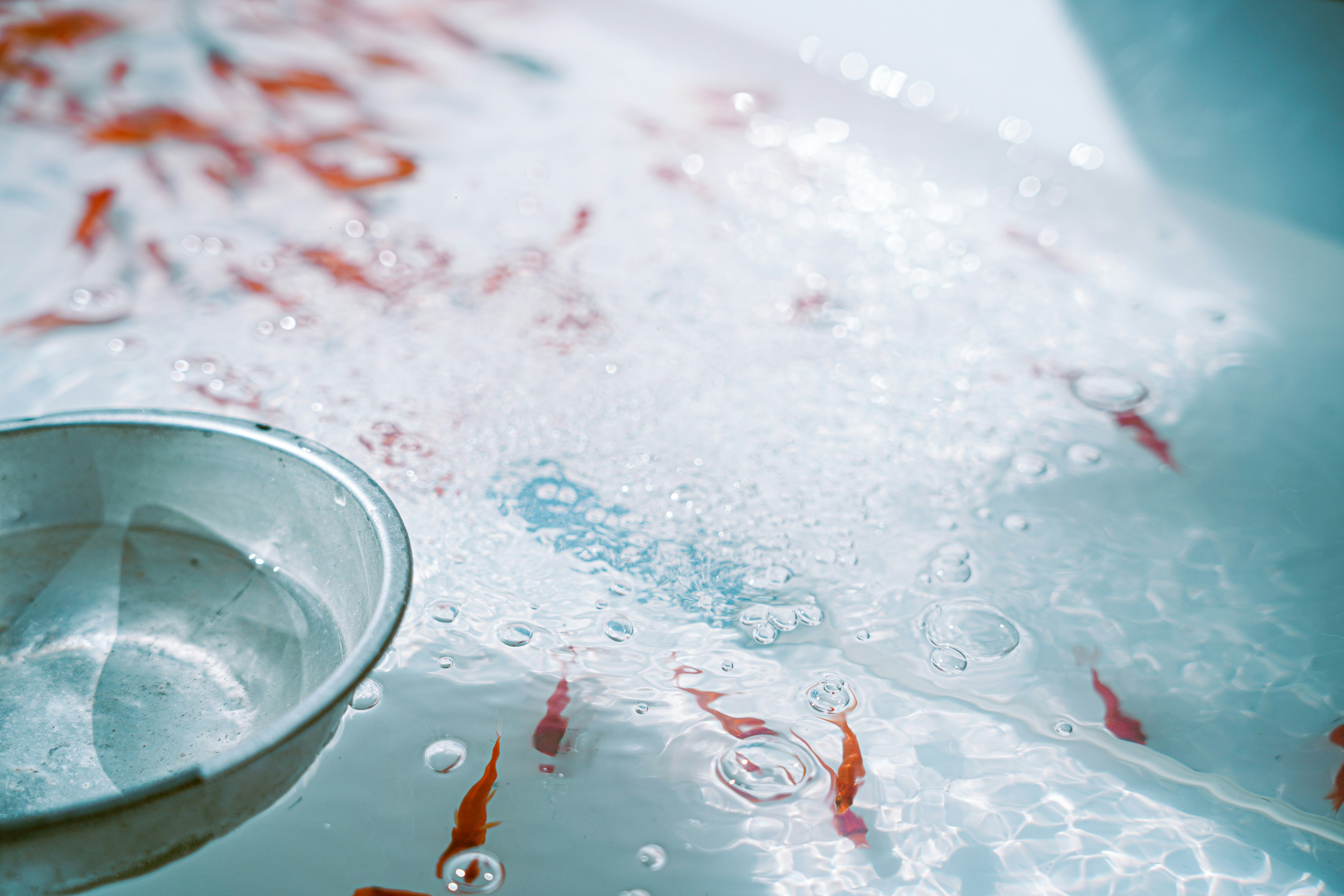 Red goldfish swimming in water near a clear bowl with bubbles