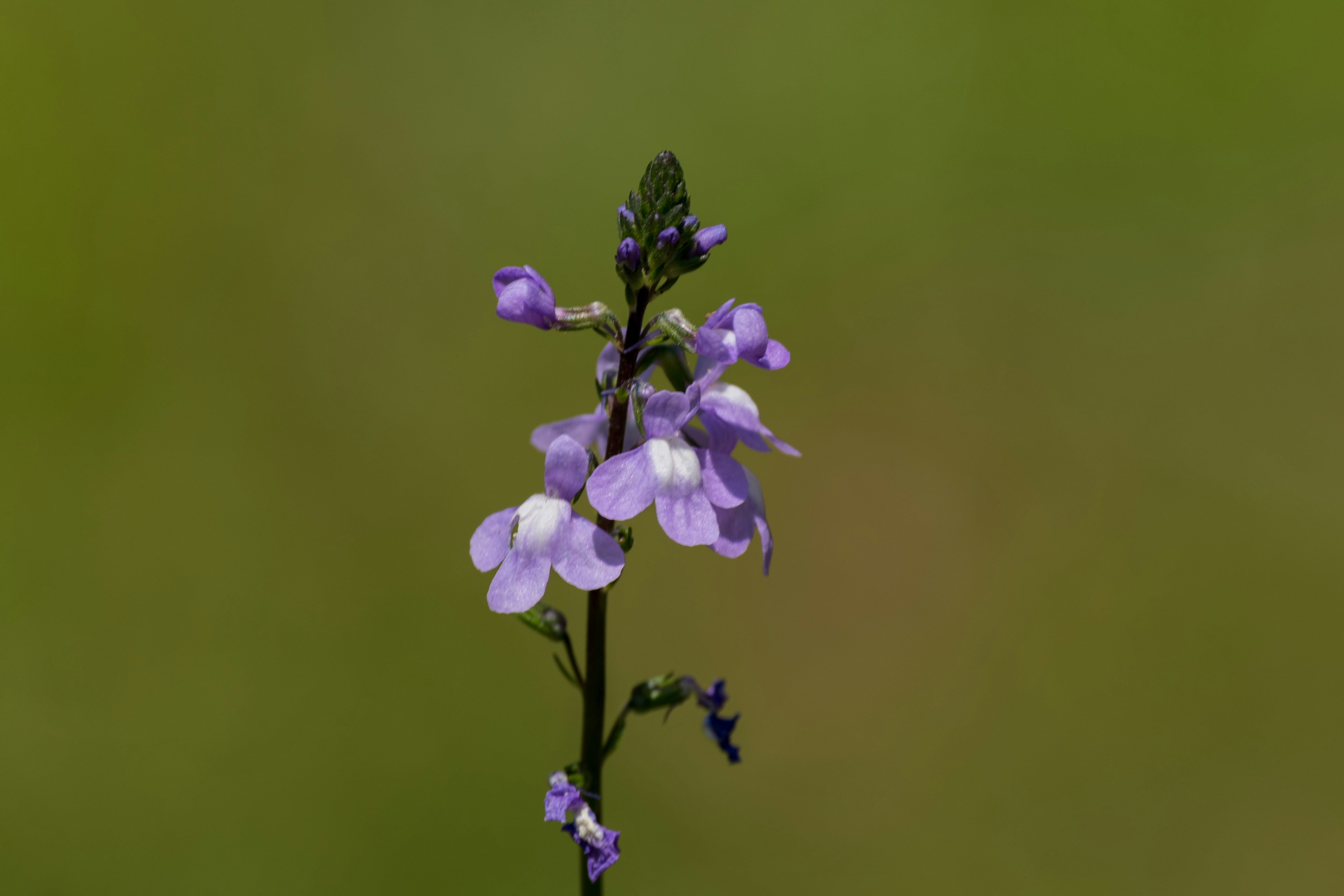 Ein schlanker Stängel mit lila Blüten vor grünem Hintergrund