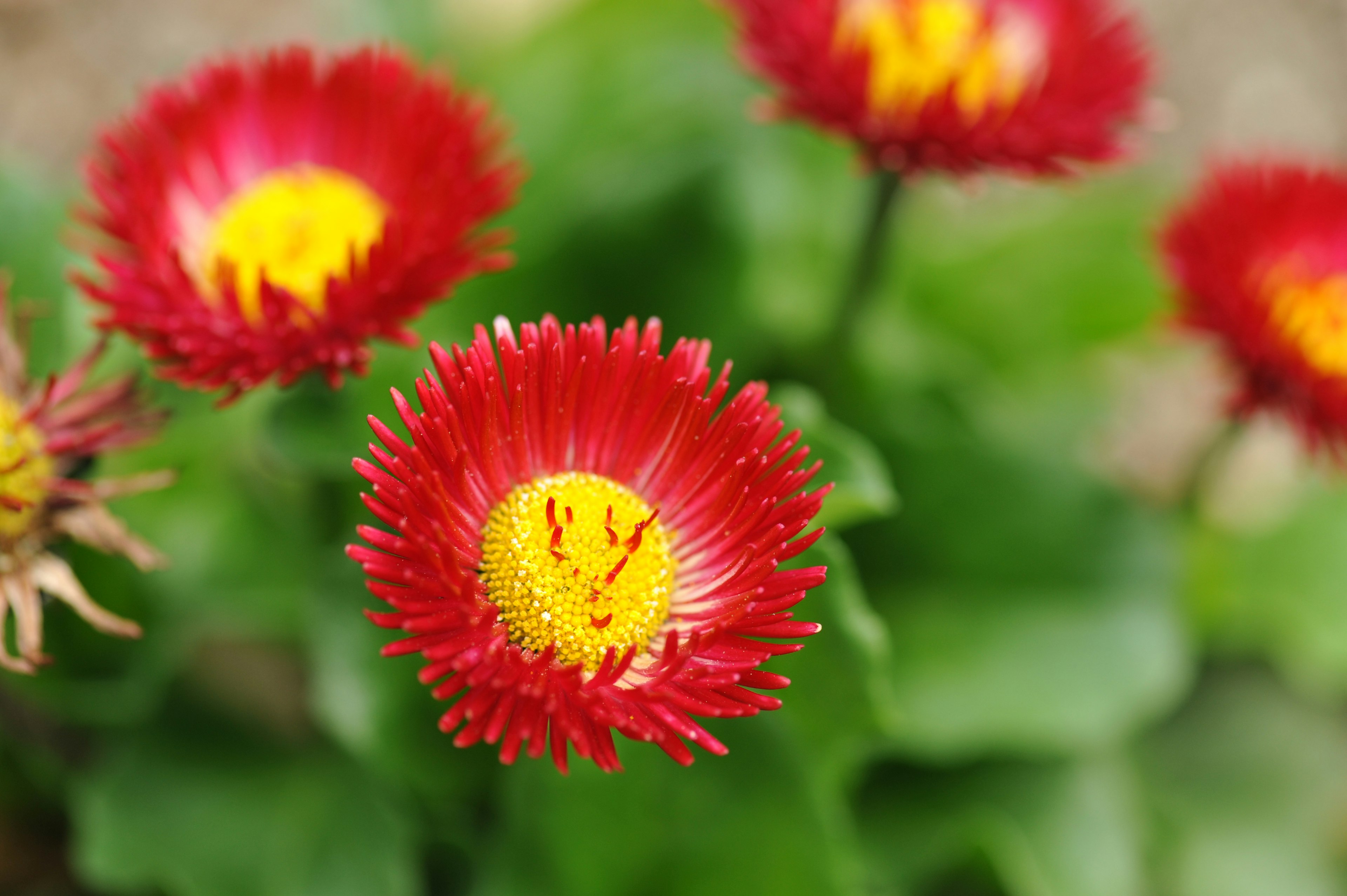 Vibrant red flowers with yellow centers blooming