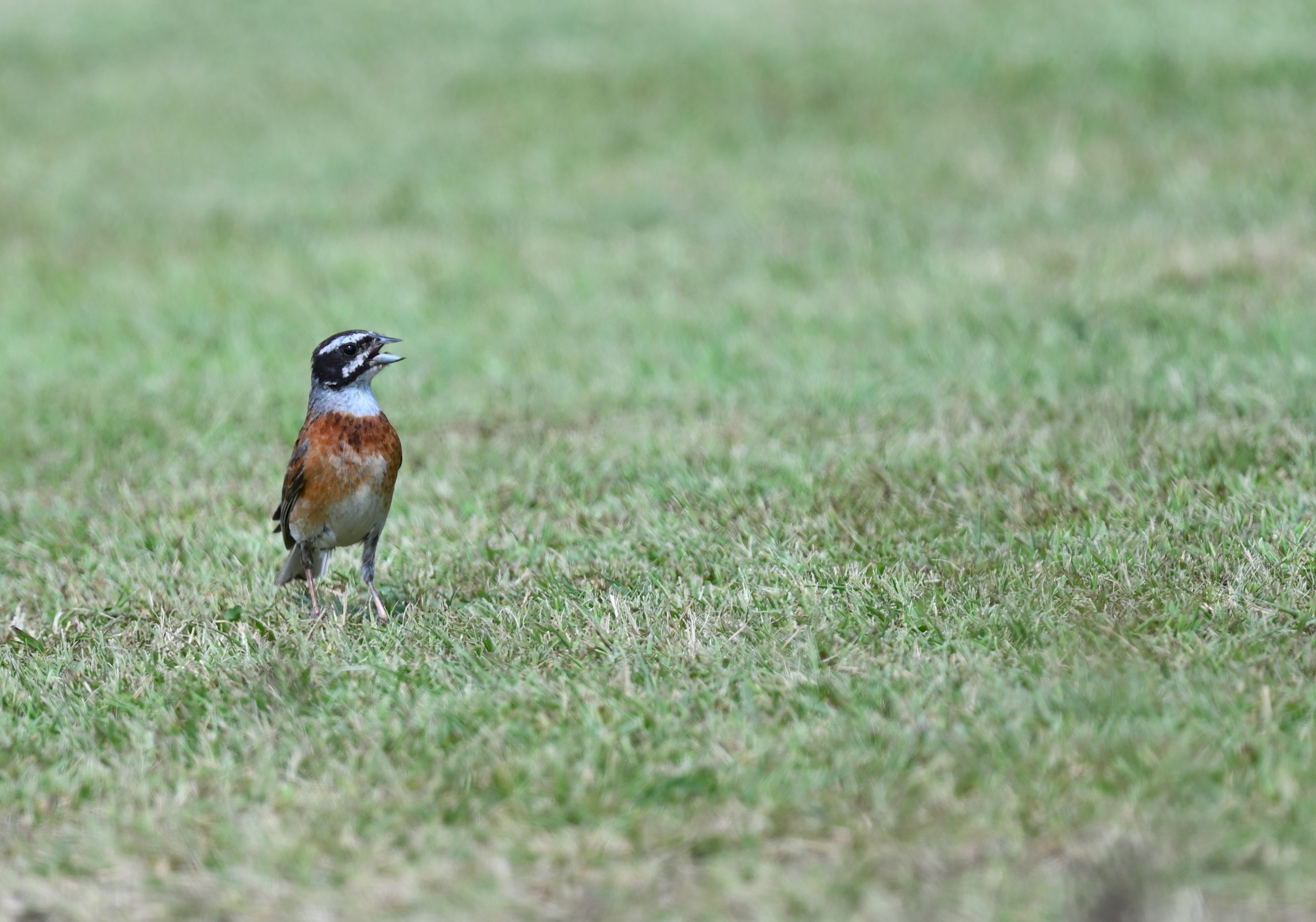 Burung berwarna-warni berdiri di padang rumput