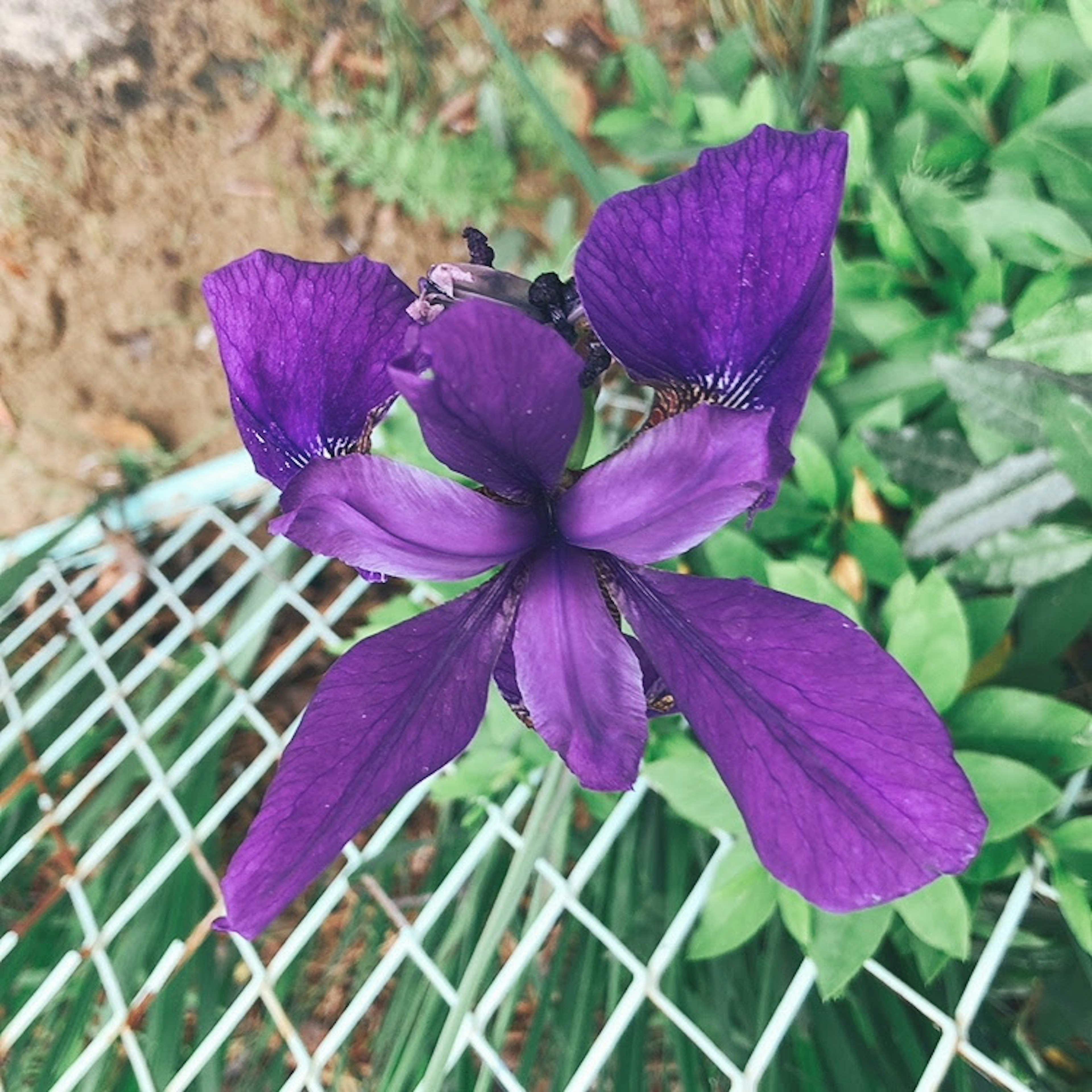 Fleur violette vibrante épanouie parmi des feuilles vertes