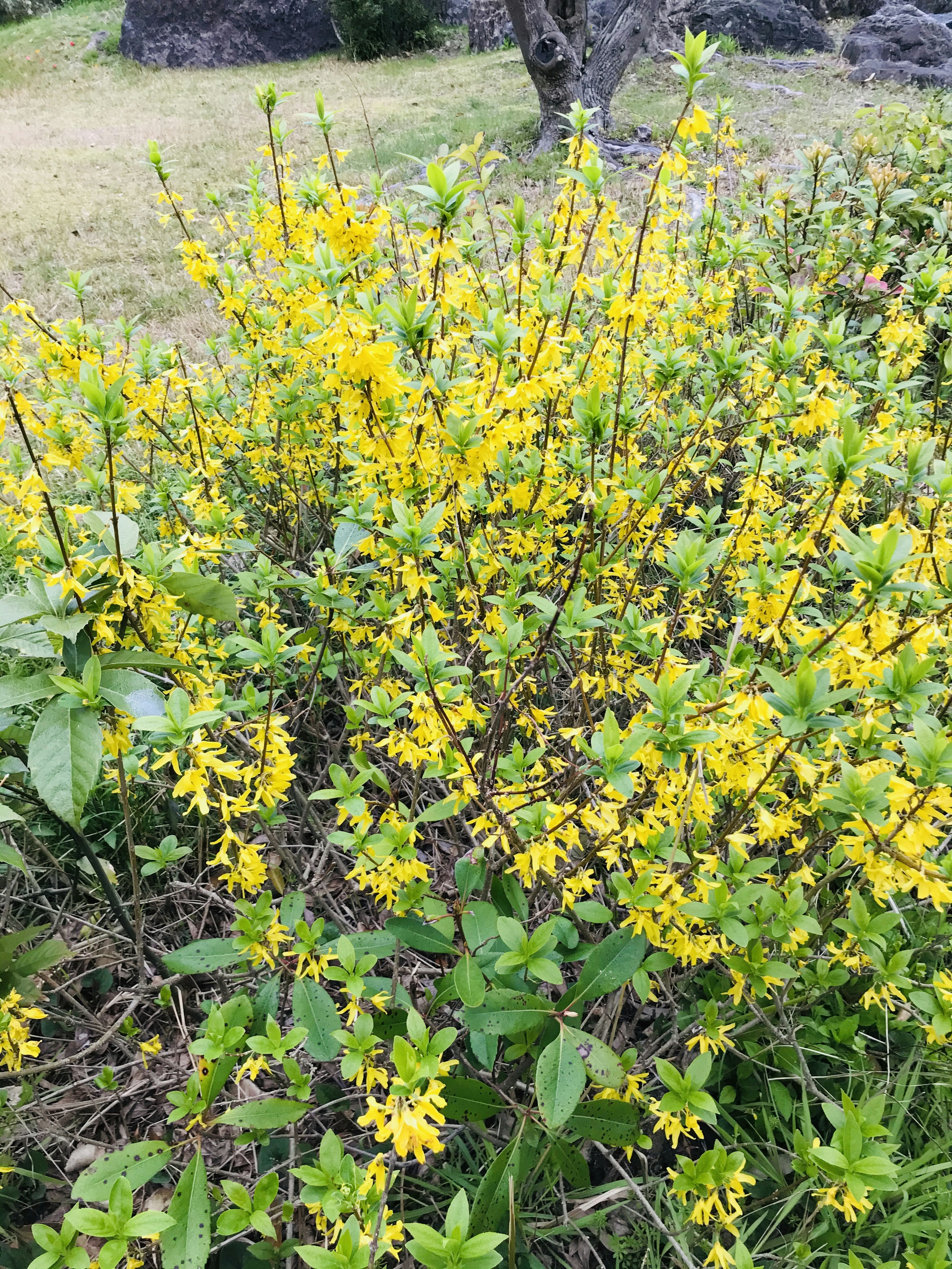 Un cespuglio pieno di fiori gialli vivaci circondato da foglie verdi