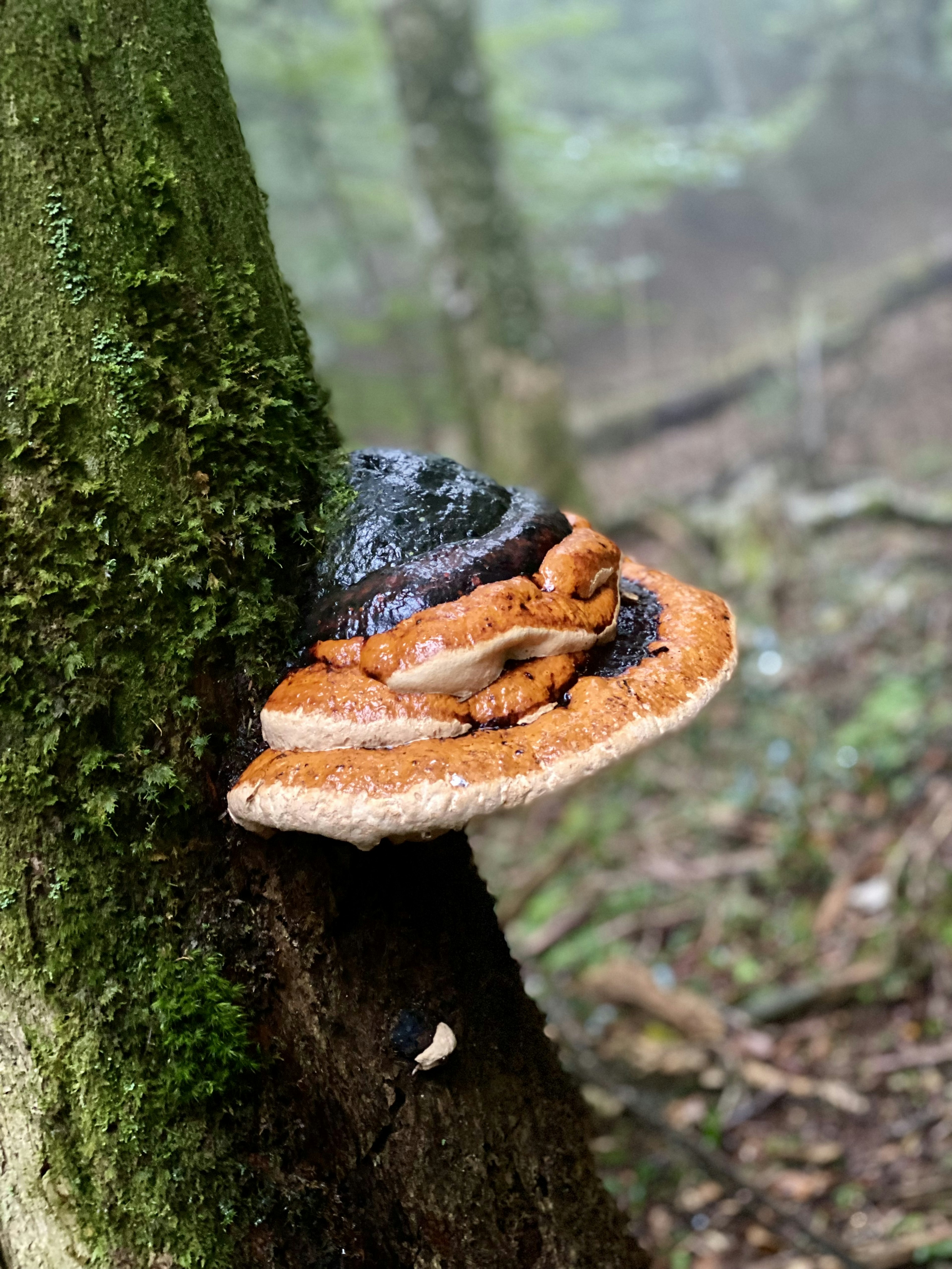 Colorful collection of mushrooms growing on a tree