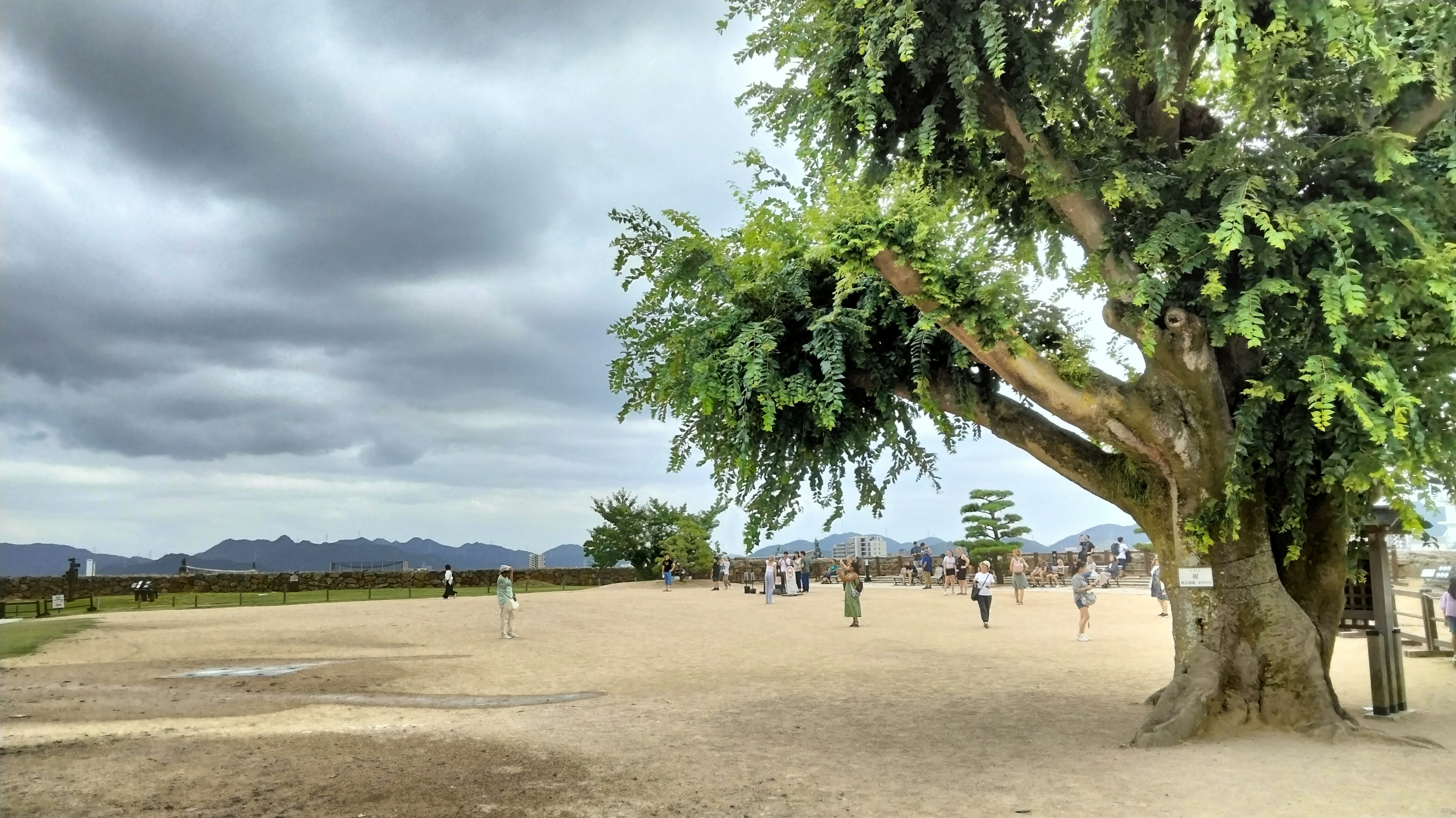 広い砂地に大きな木があり、その周りに人々が歩いている景色