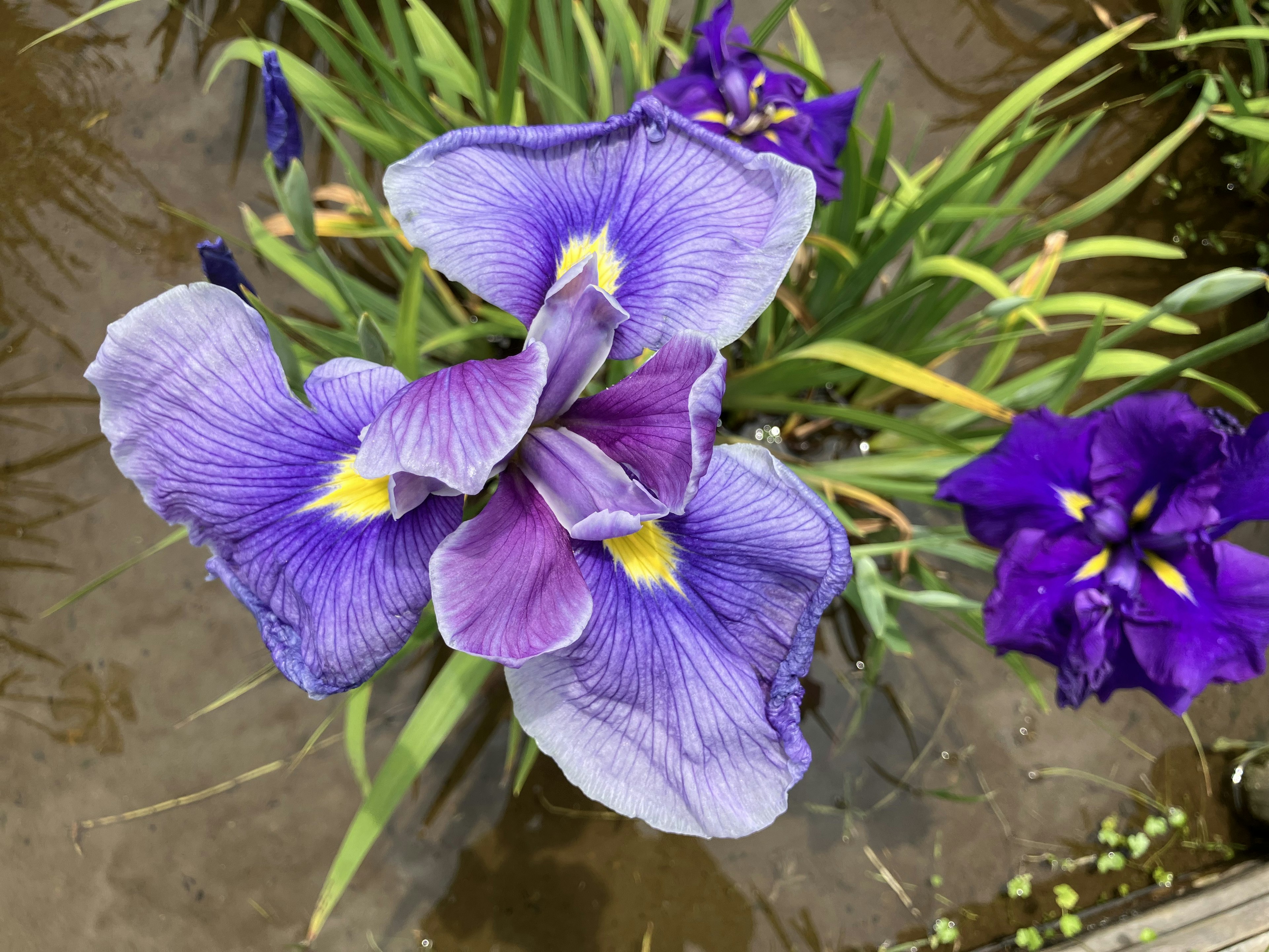 紫色の花が水辺で咲いている美しい景色