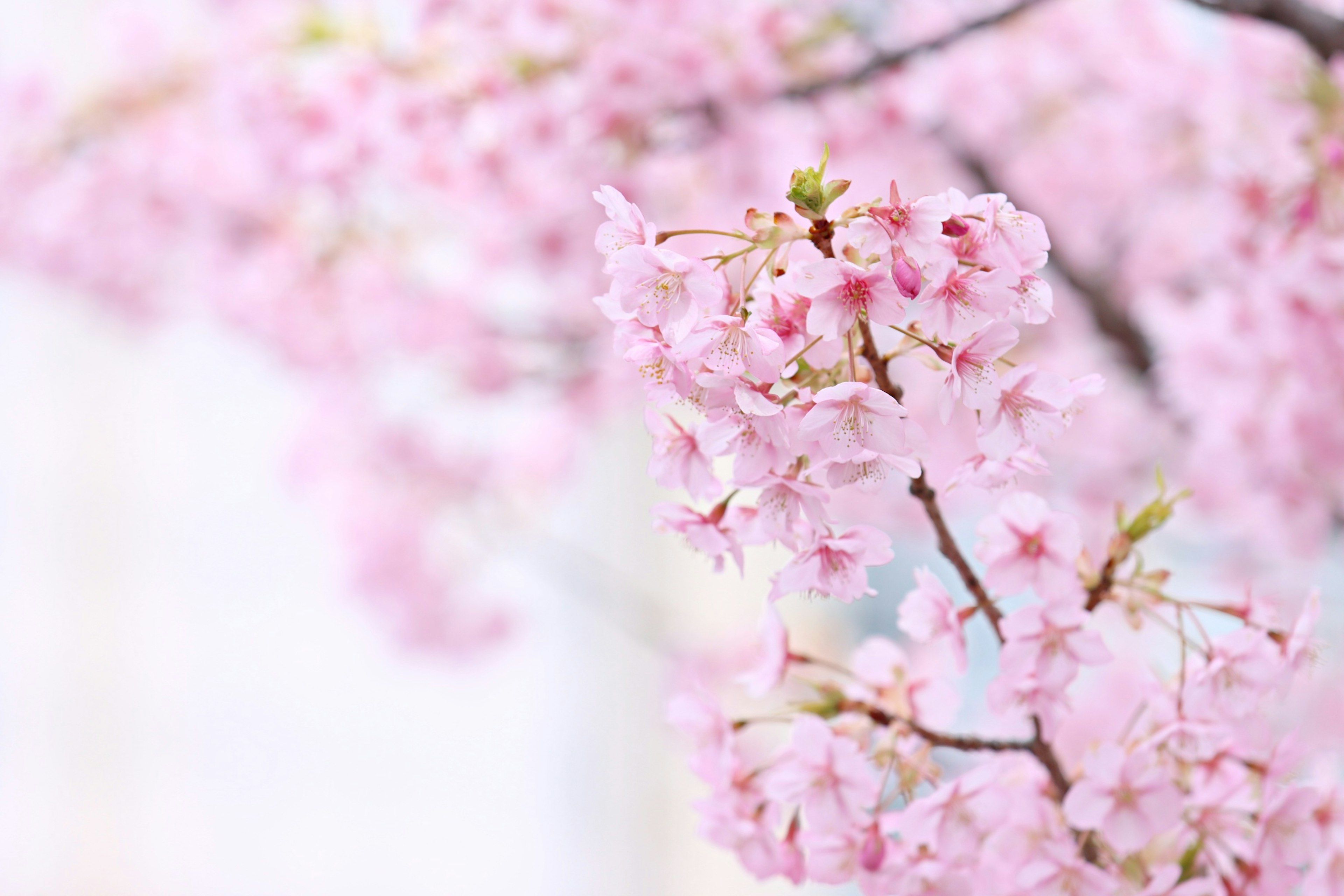 Close-up of cherry blossom branches with delicate pink petals against a soft background