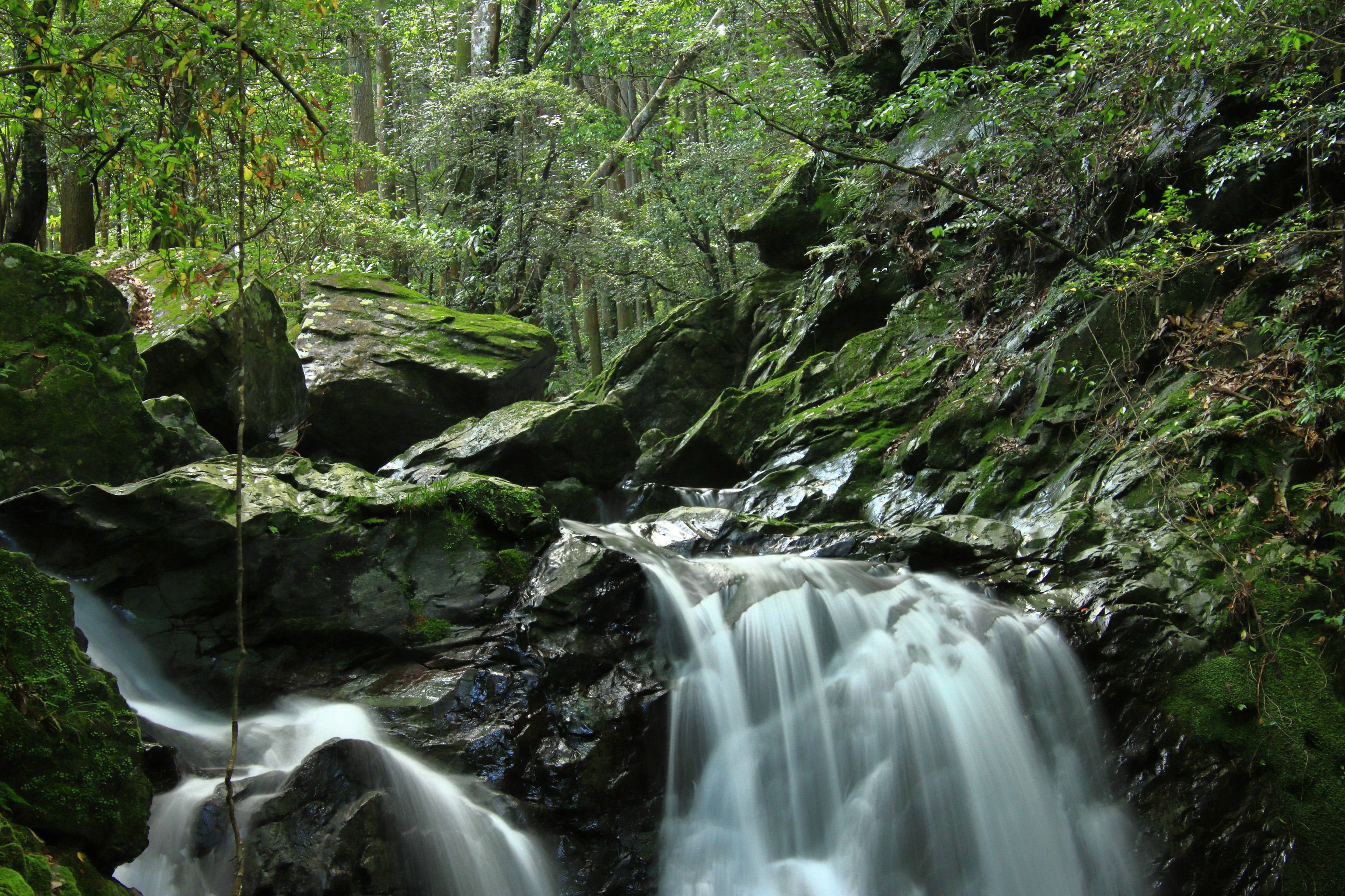 Piccola cascata che scorre su rocce in una foresta verdeggiante