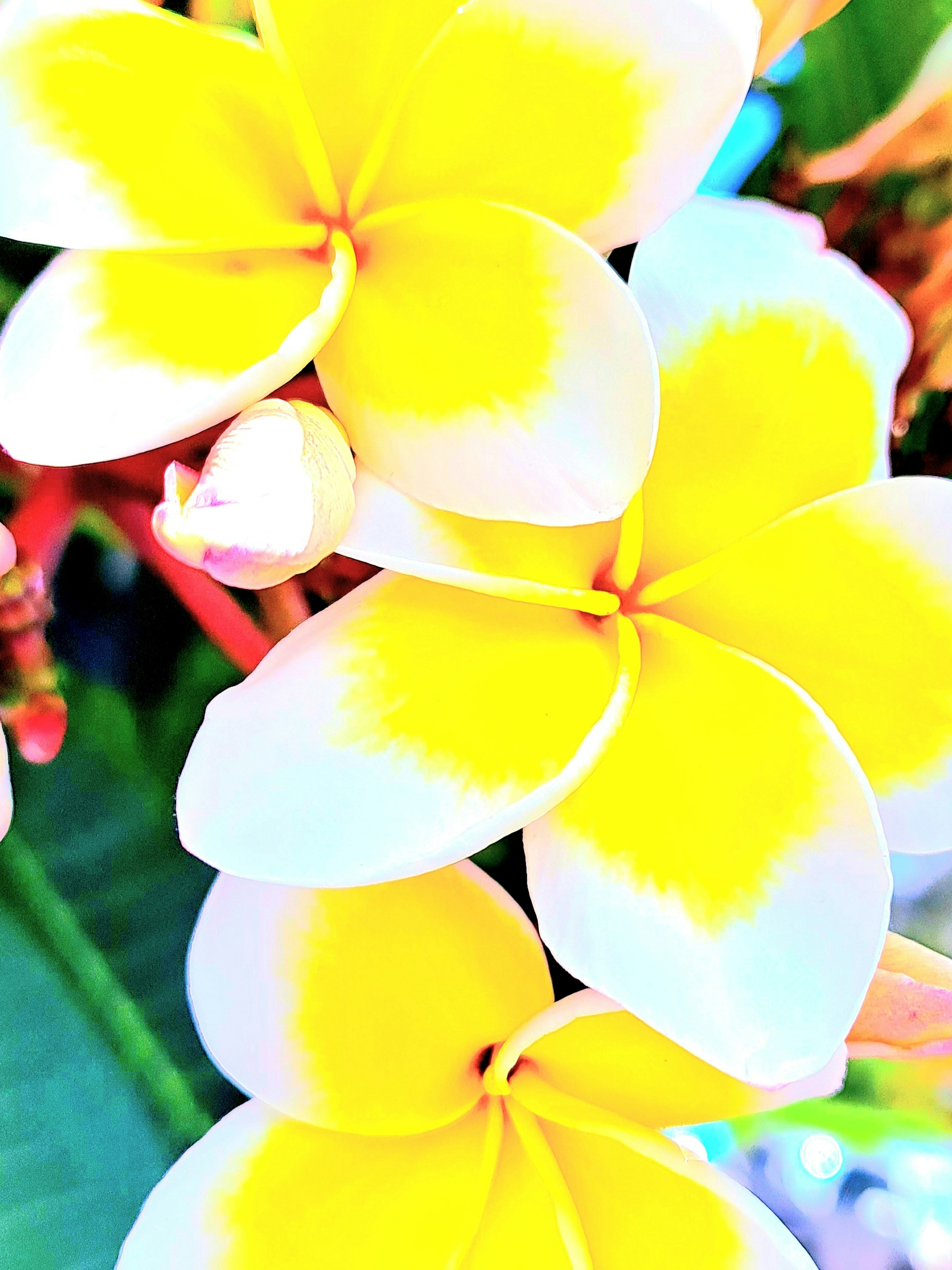 Gelbe und weiße Plumeria-Blüten in voller Blüte