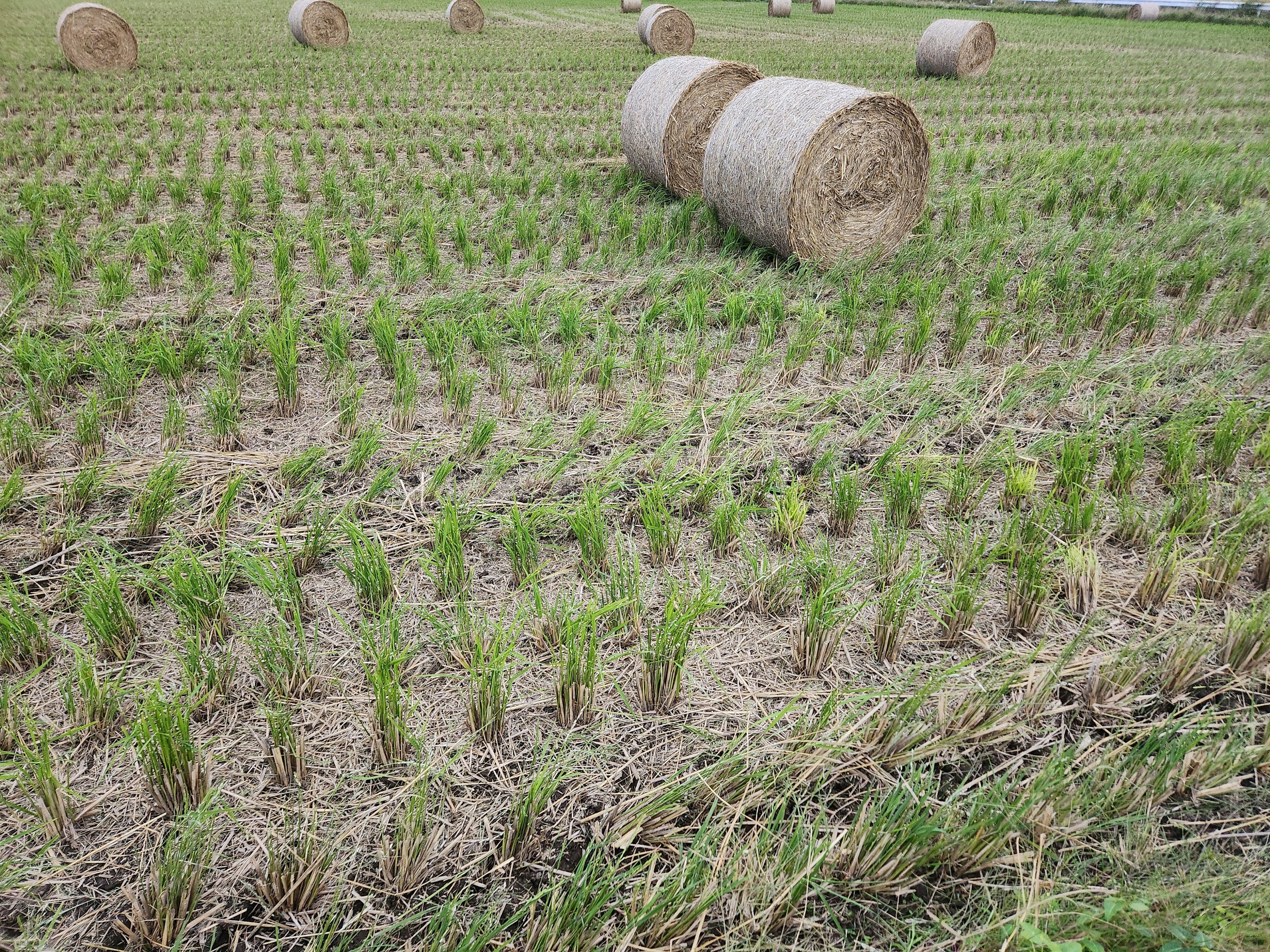 Plántulas de arroz en un campo con fardos de paja