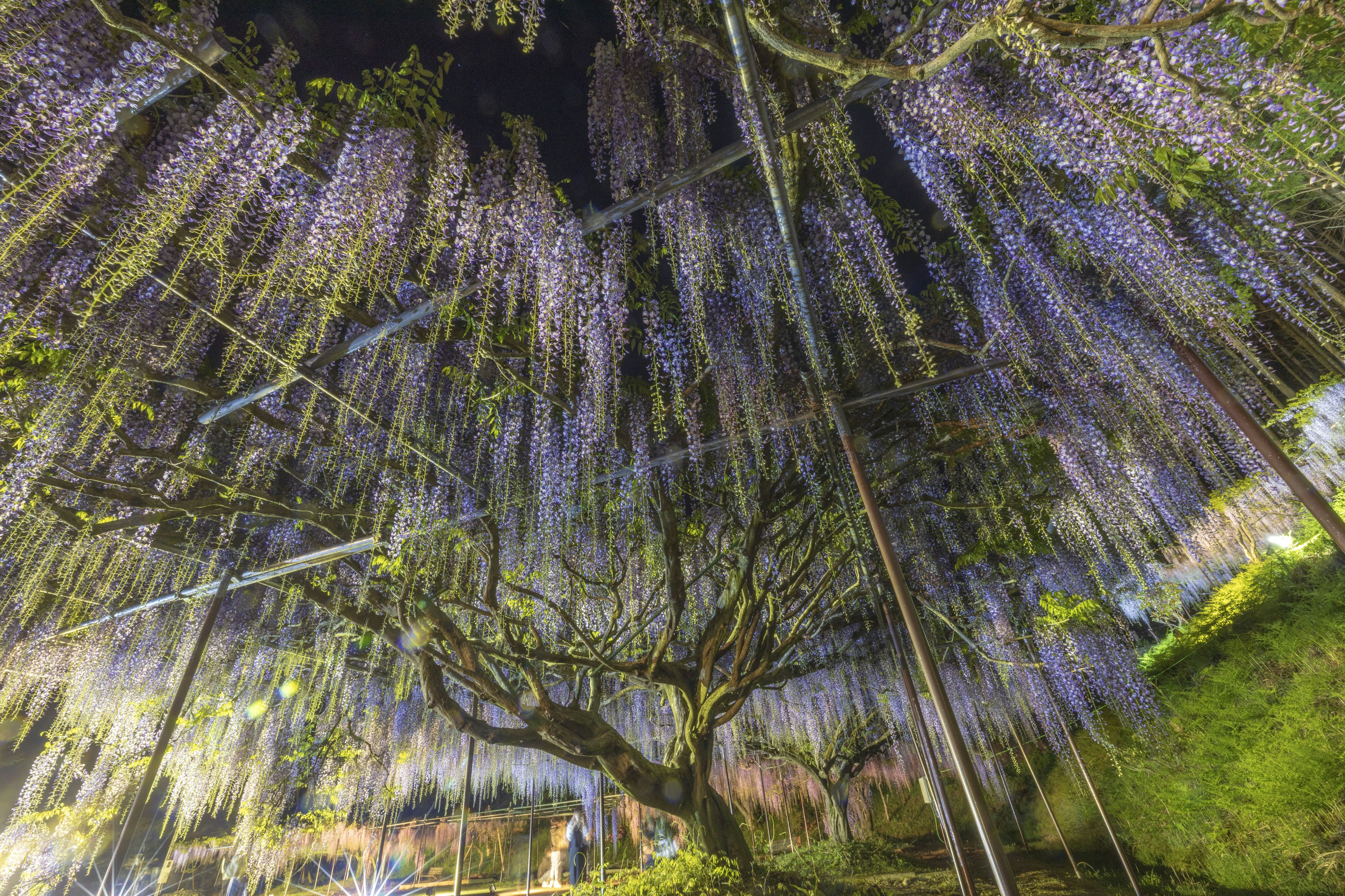 Una vista impresionante de flores de glicinia que caen de un árbol creando una atmósfera mágica