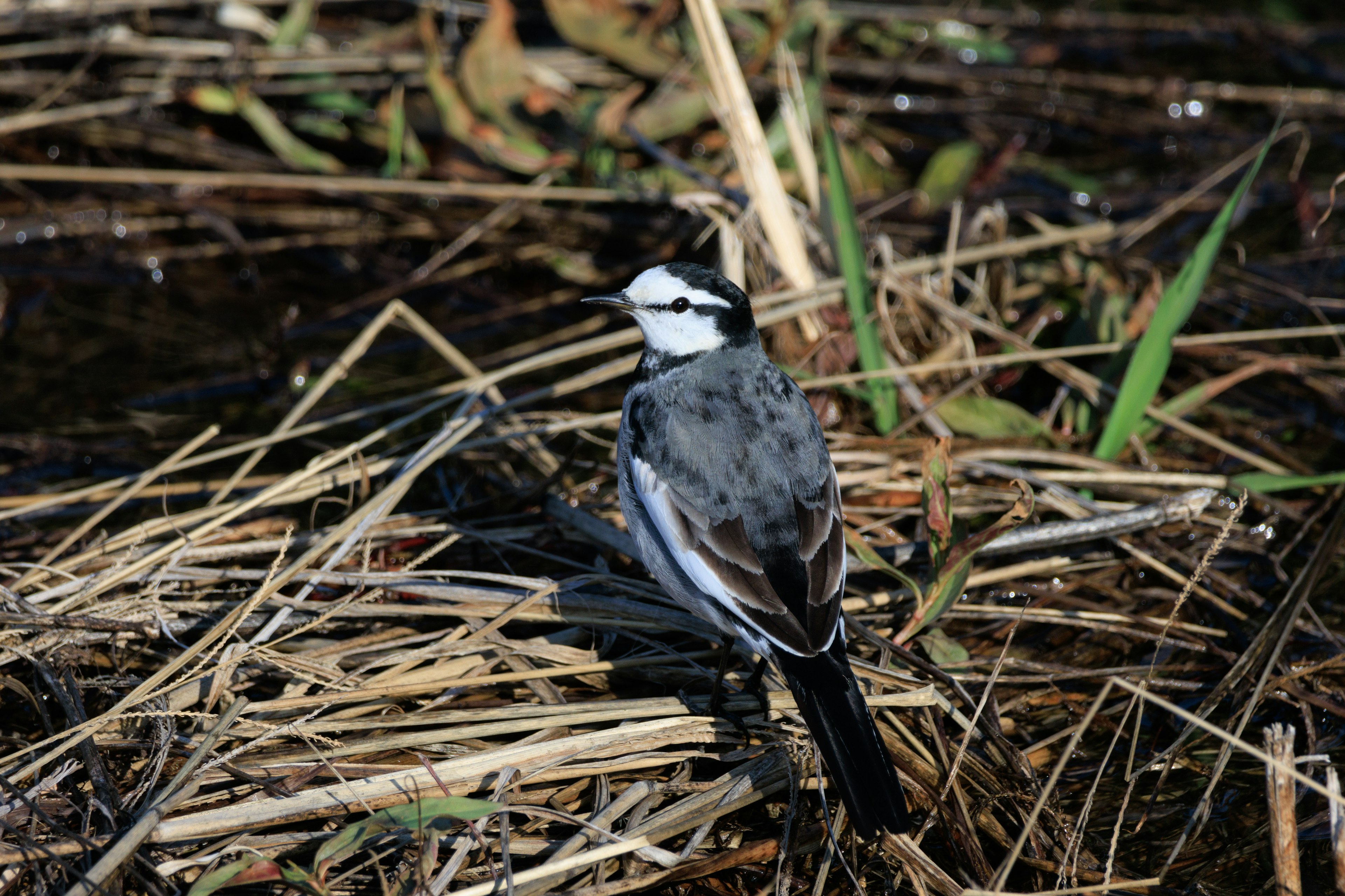 A bird standing among reeds near water