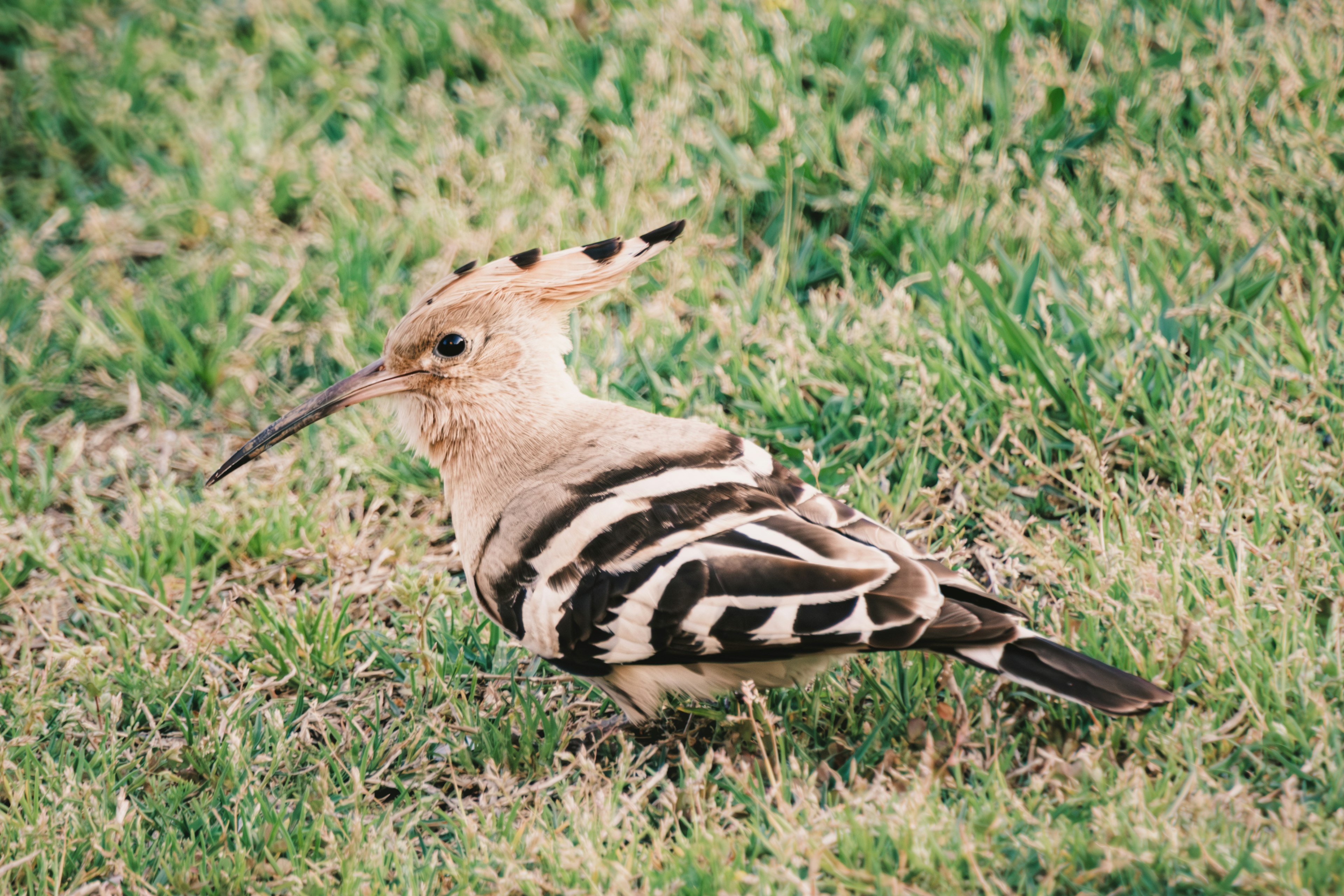 草の上にいるフクロウのような鳥の画像 鳥は茶色と白のストライプがあり 頭に特徴的な冠羽がある