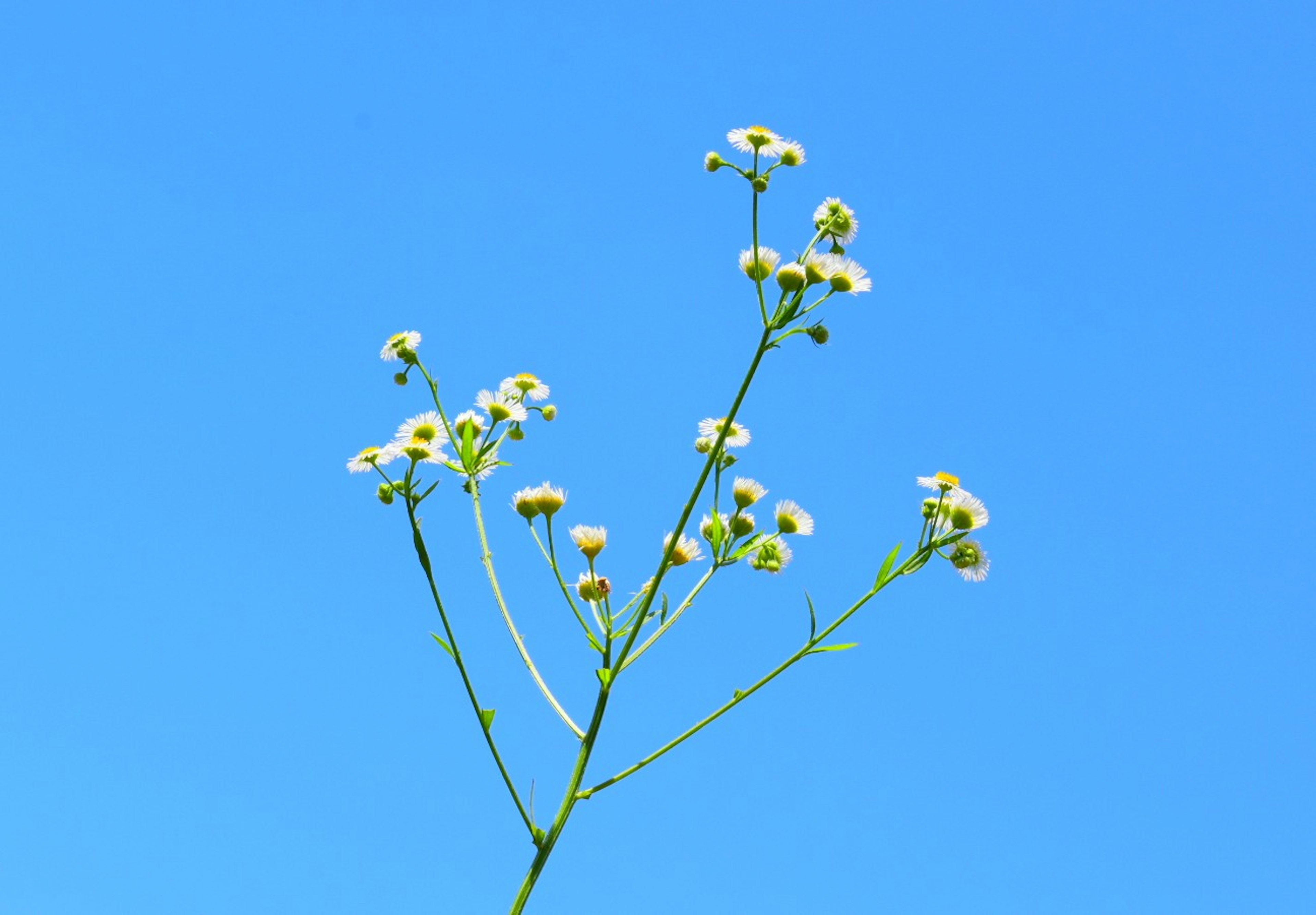 Dünner Stängel mit weißen Blumen vor blauem Himmel