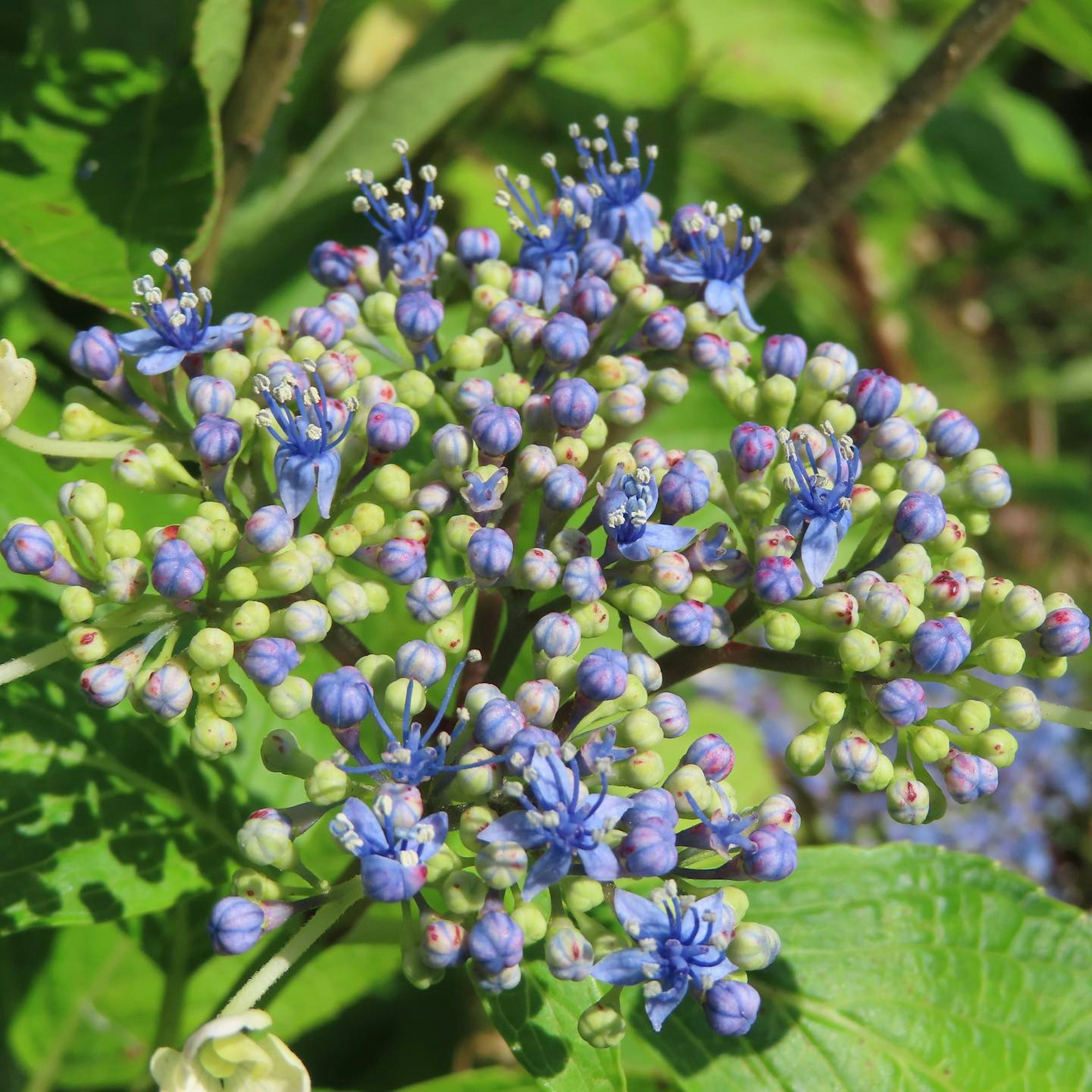 Acercamiento de una planta con flores azul-violeta y hojas verdes