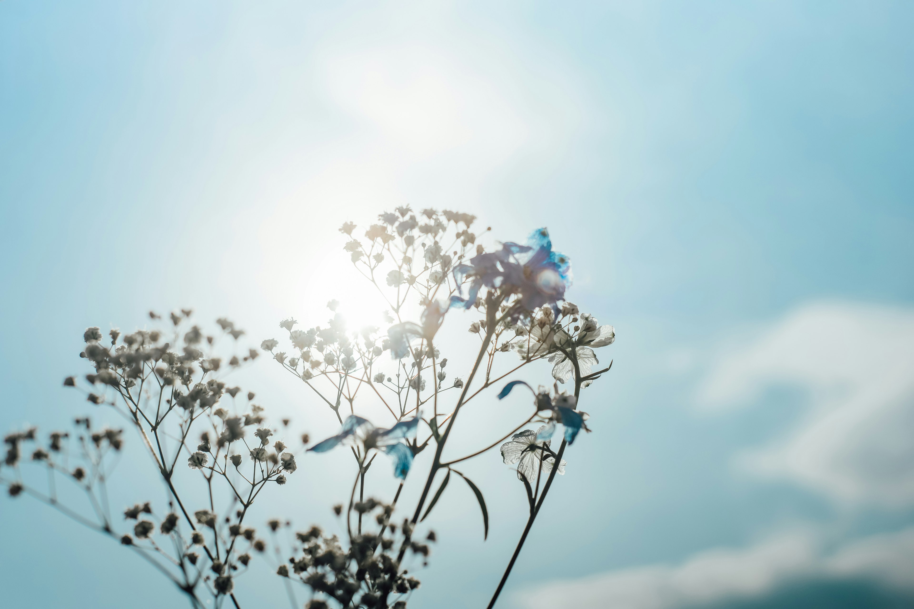 Silhouette of small flowers and grass basking in sunlight under a blue sky