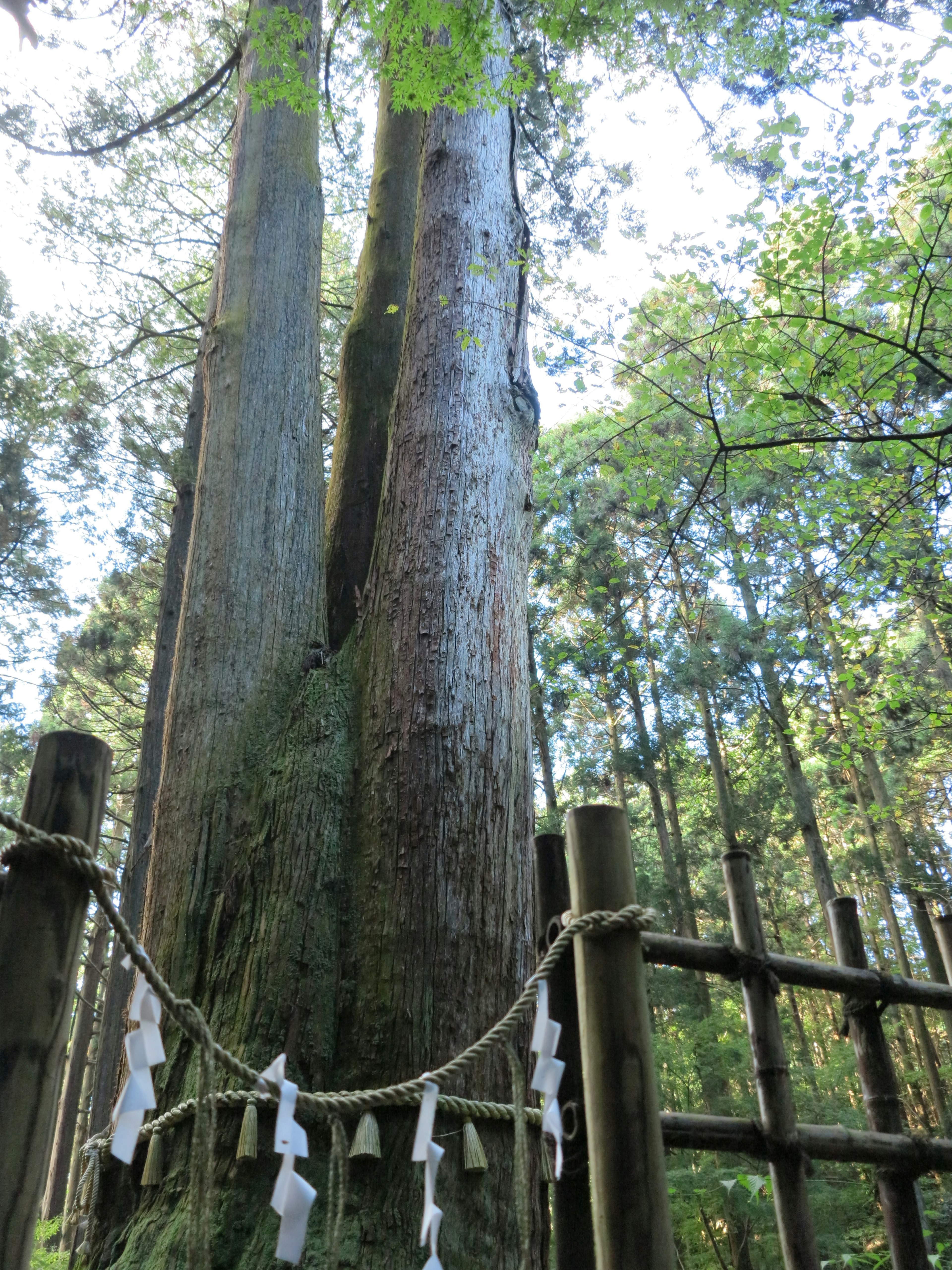 Deux grands arbres avec des talismans blancs sacrés affichés dans la zone