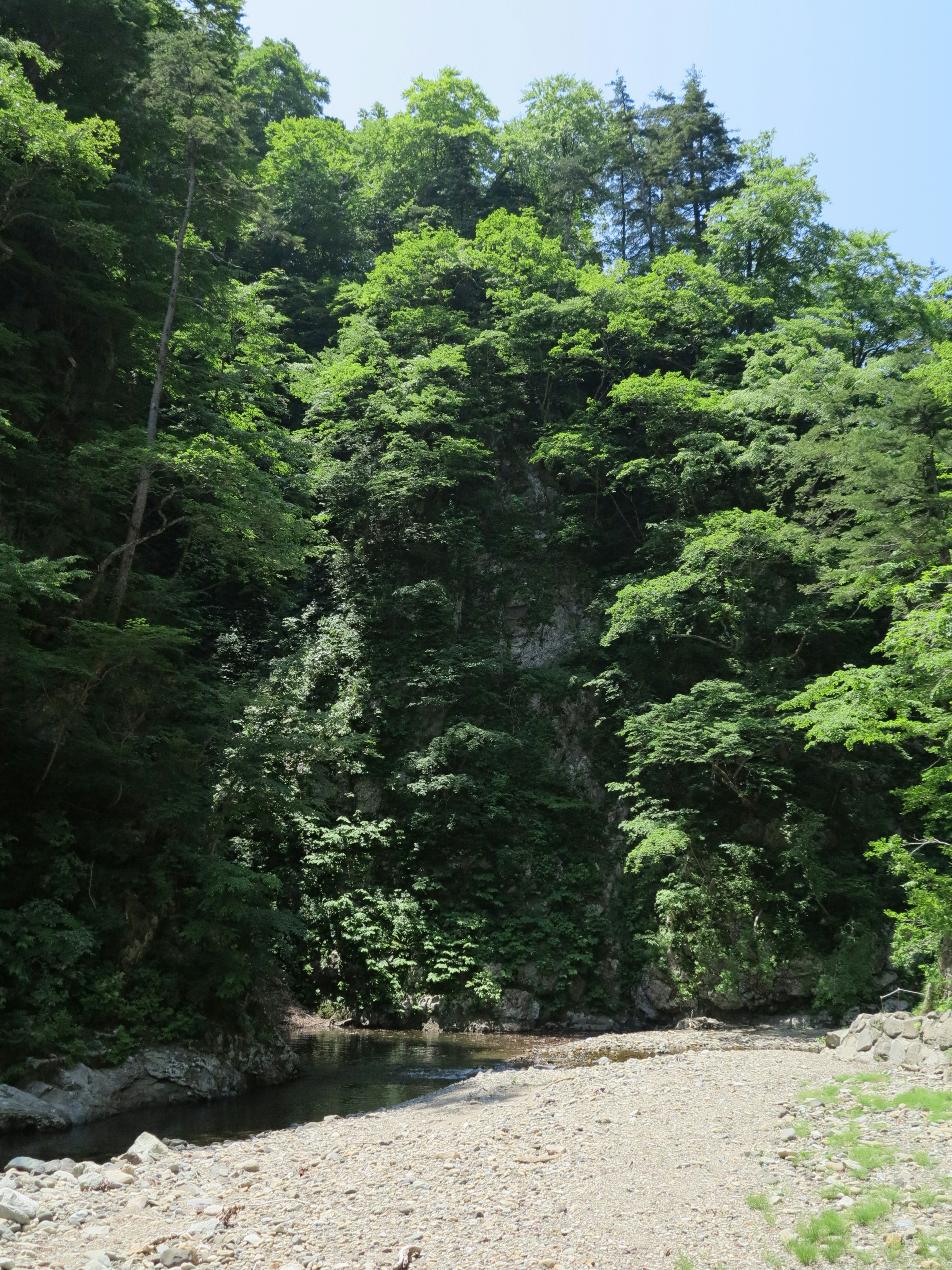 緑豊かな木々が生い茂る川岸の風景