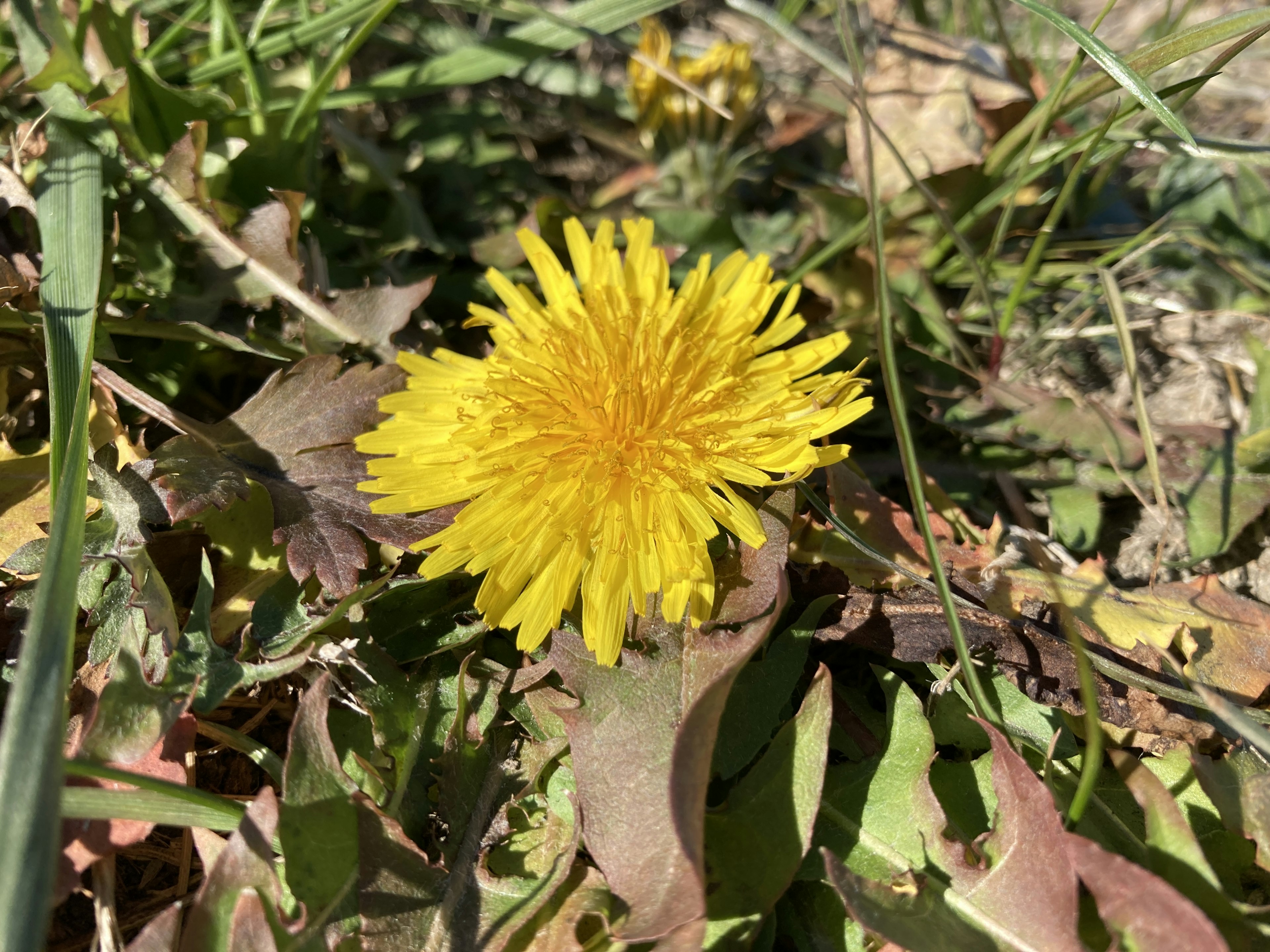 Eine leuchtend gelbe Löwenzahnblume blüht zwischen grünem Gras