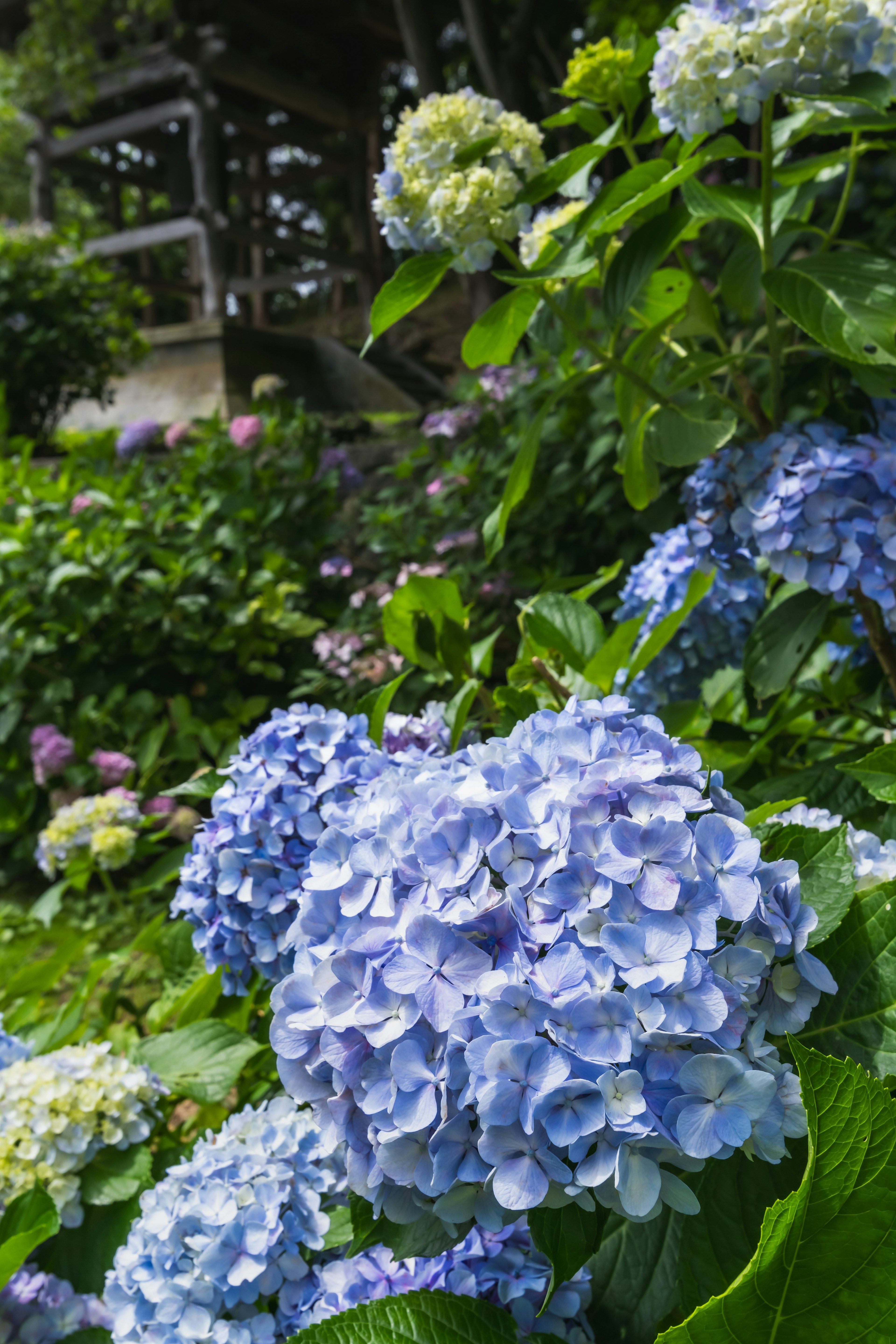 青いアジサイの花が咲いている庭の風景