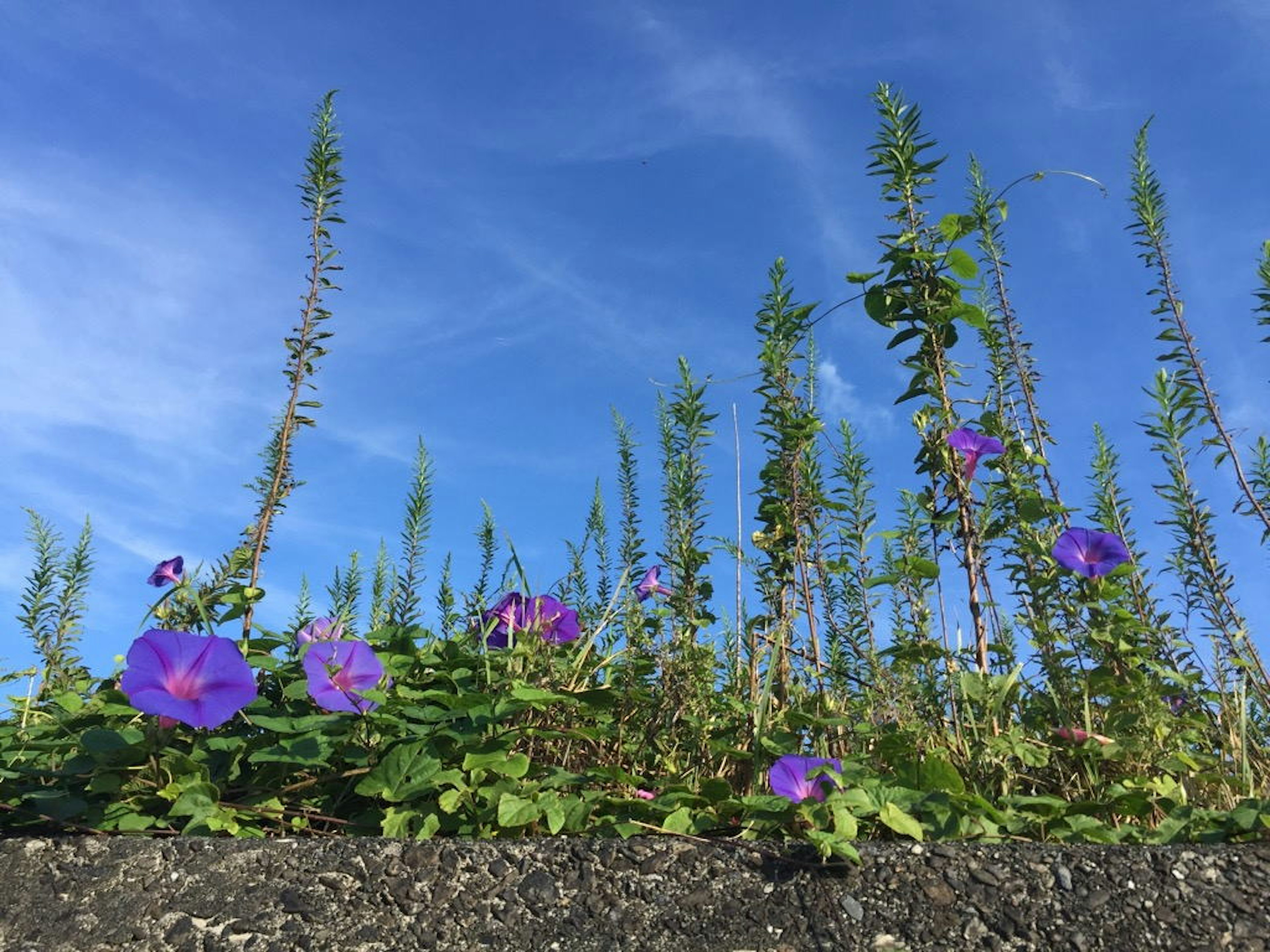 Fiori viola e piante verdi contro un cielo blu