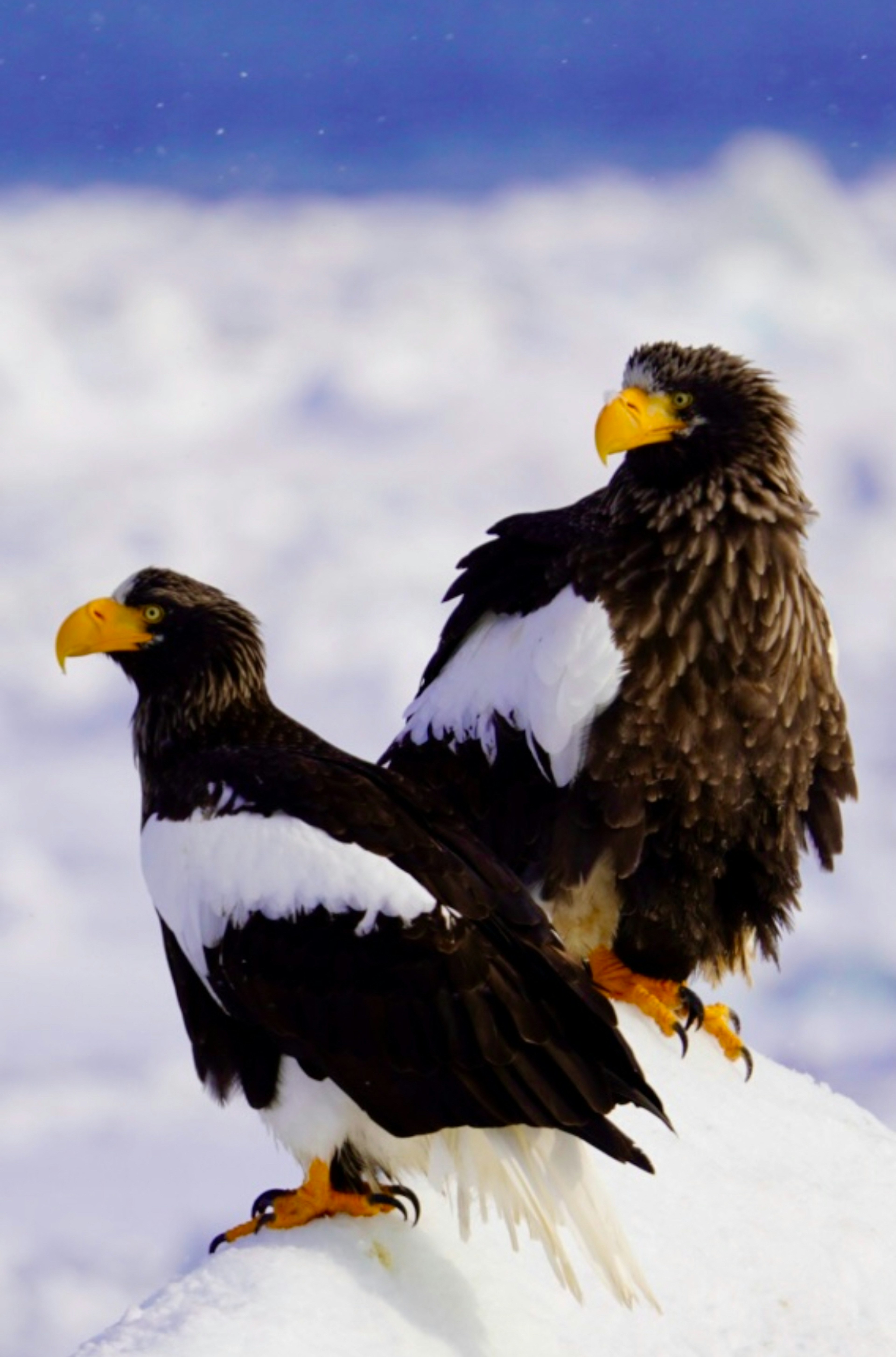 Dos águilas de Steller de pie sobre la nieve