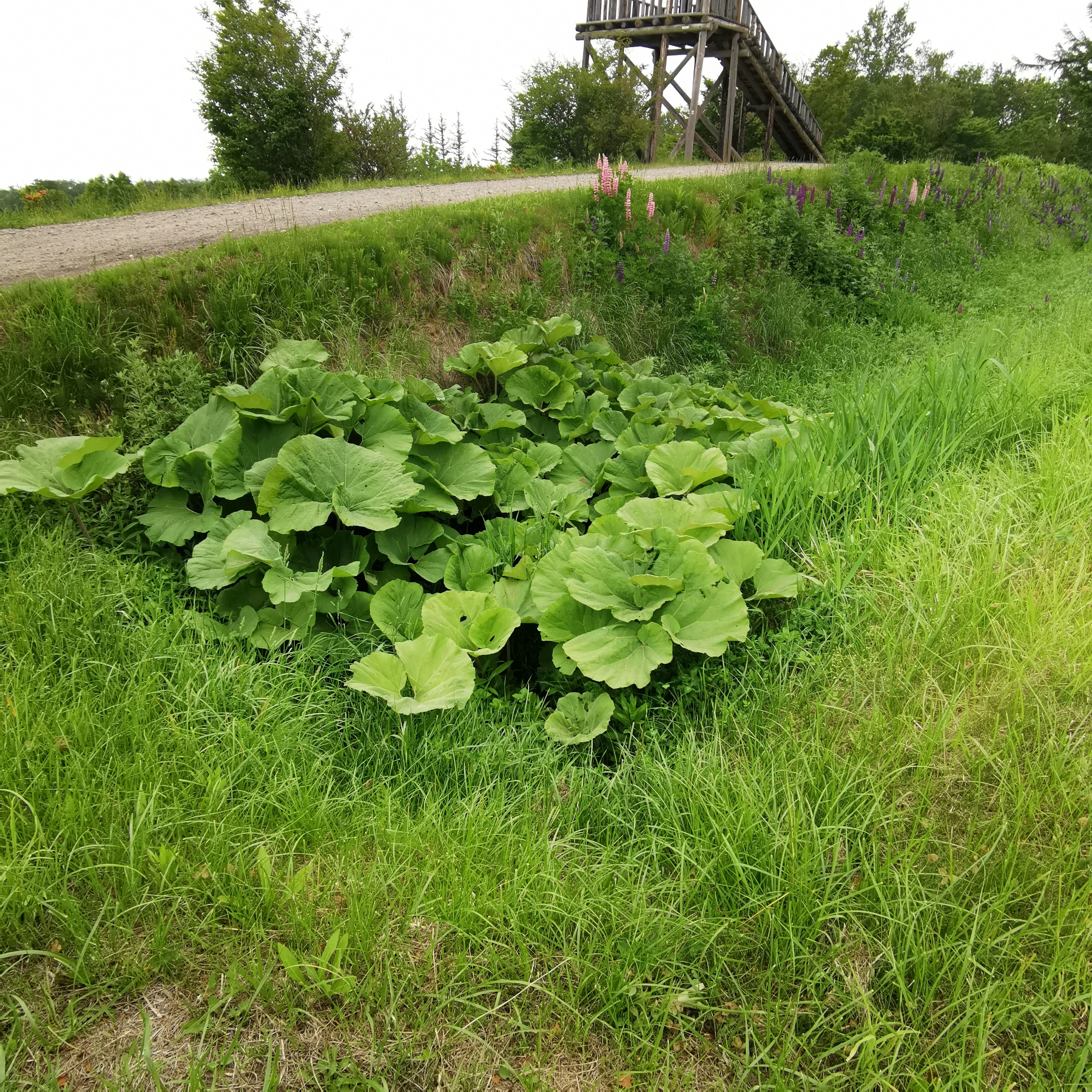 大片葉子植物生長在草地上，背景有小路和木結構