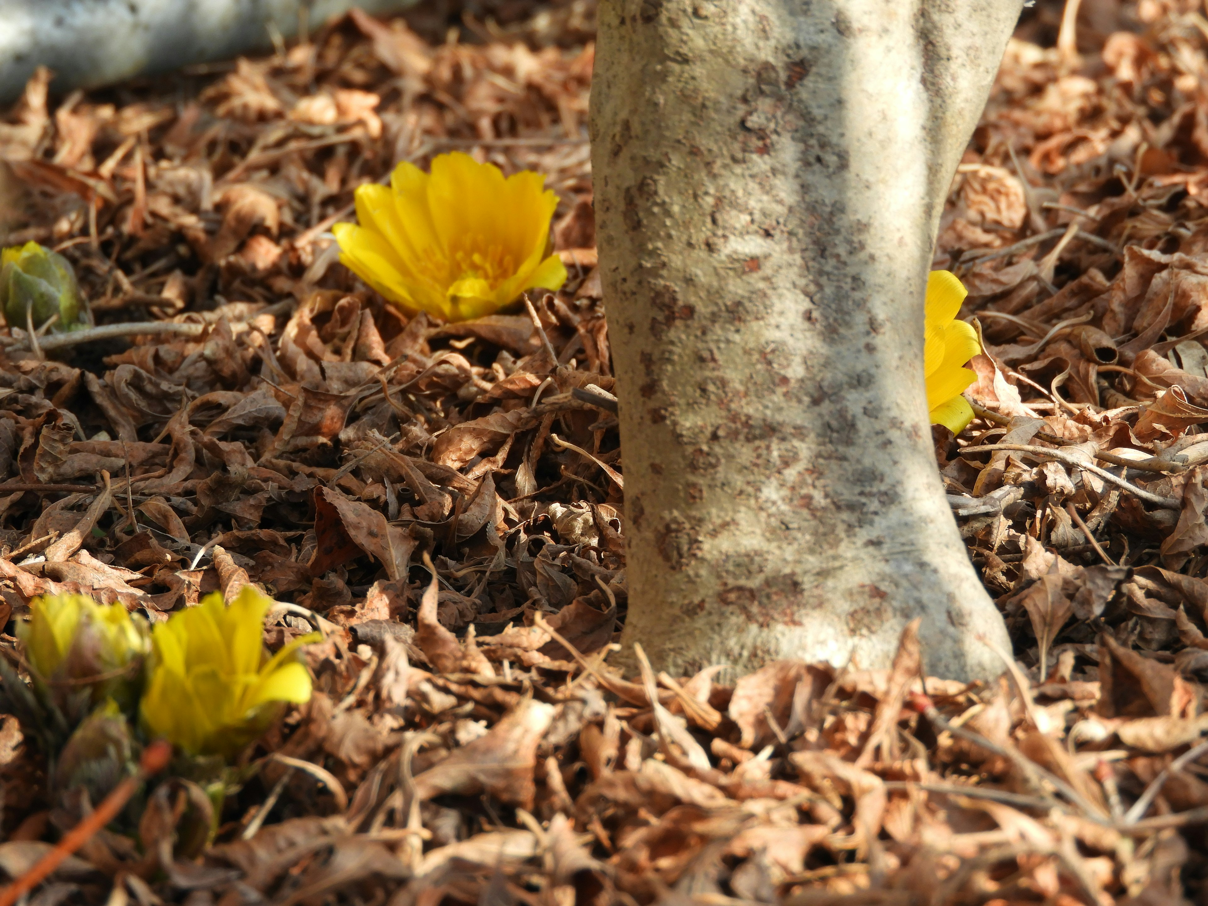 Nahaufnahme eines Baumstamms mit gelben Blumen, die am Boden blühen