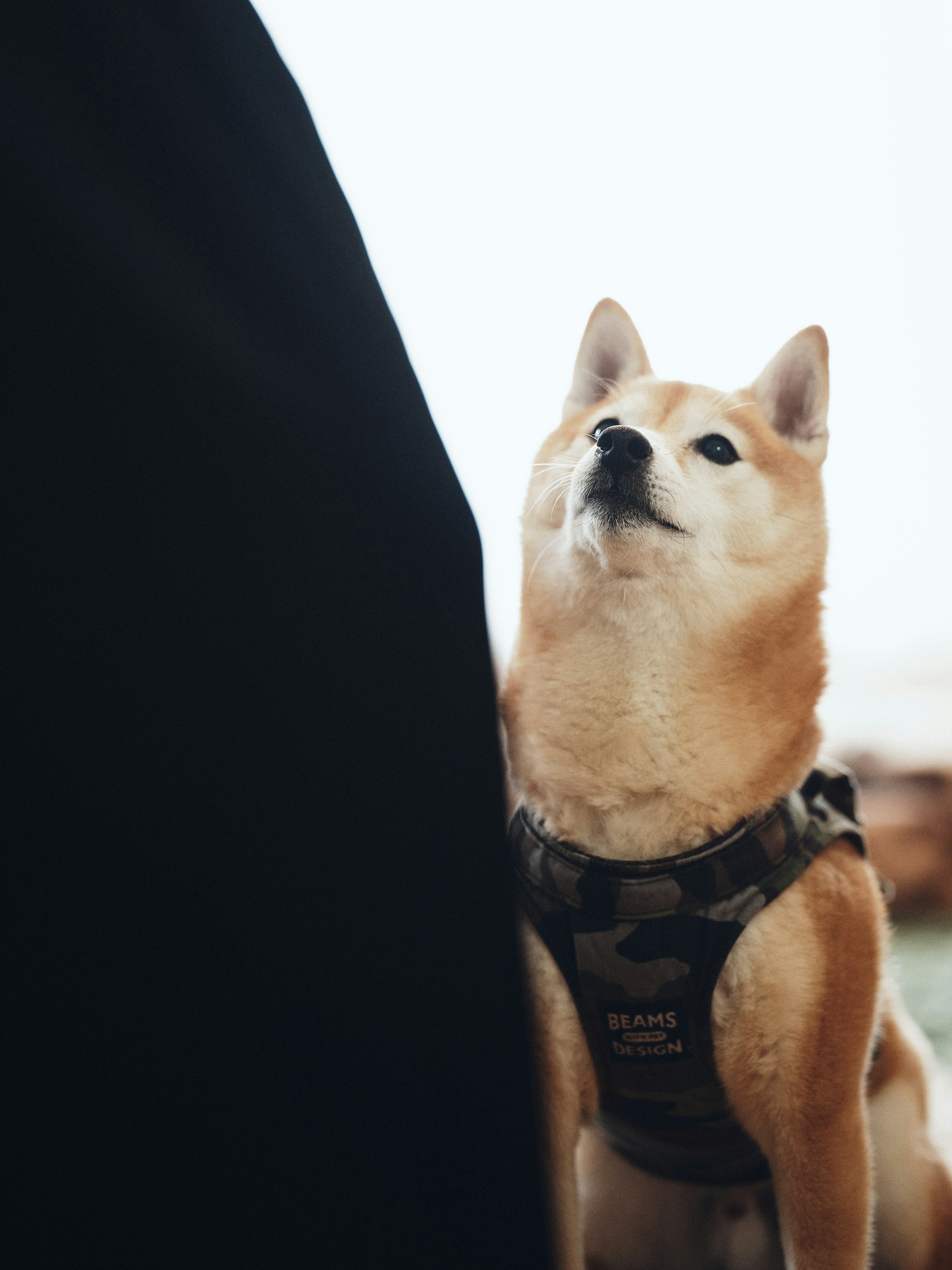 Shiba Inu mirando a su dueño