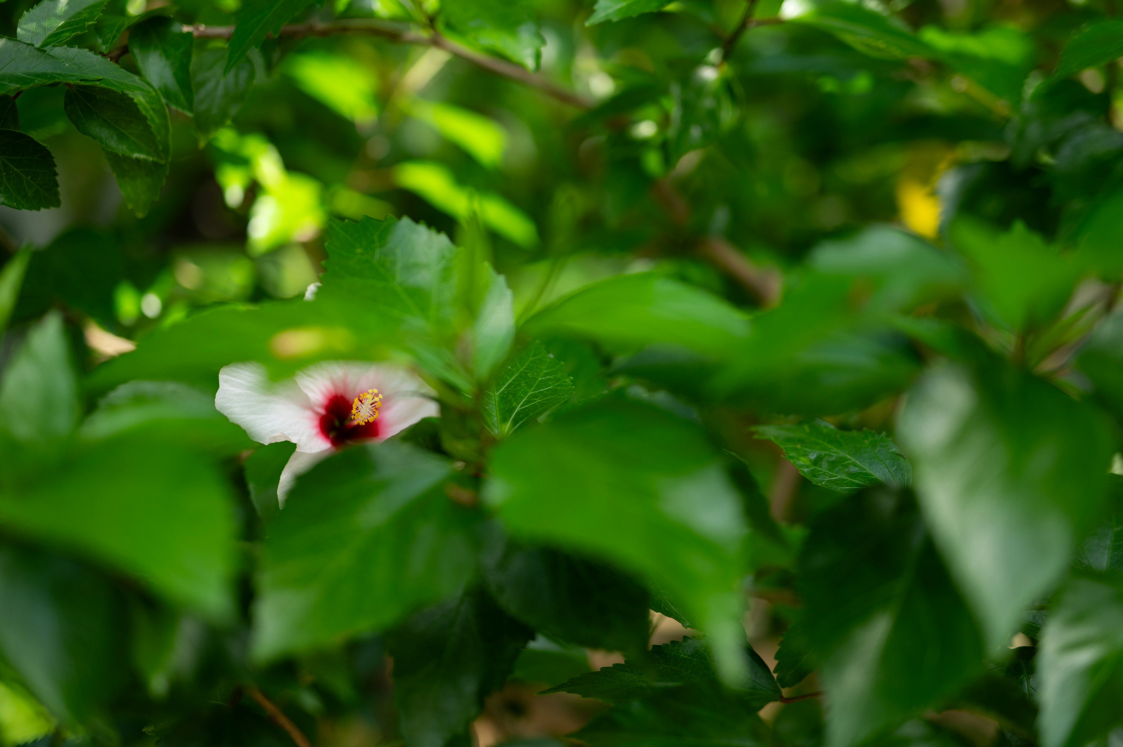 Flor de hibisco con un centro rojo parcialmente oculto entre hojas verdes