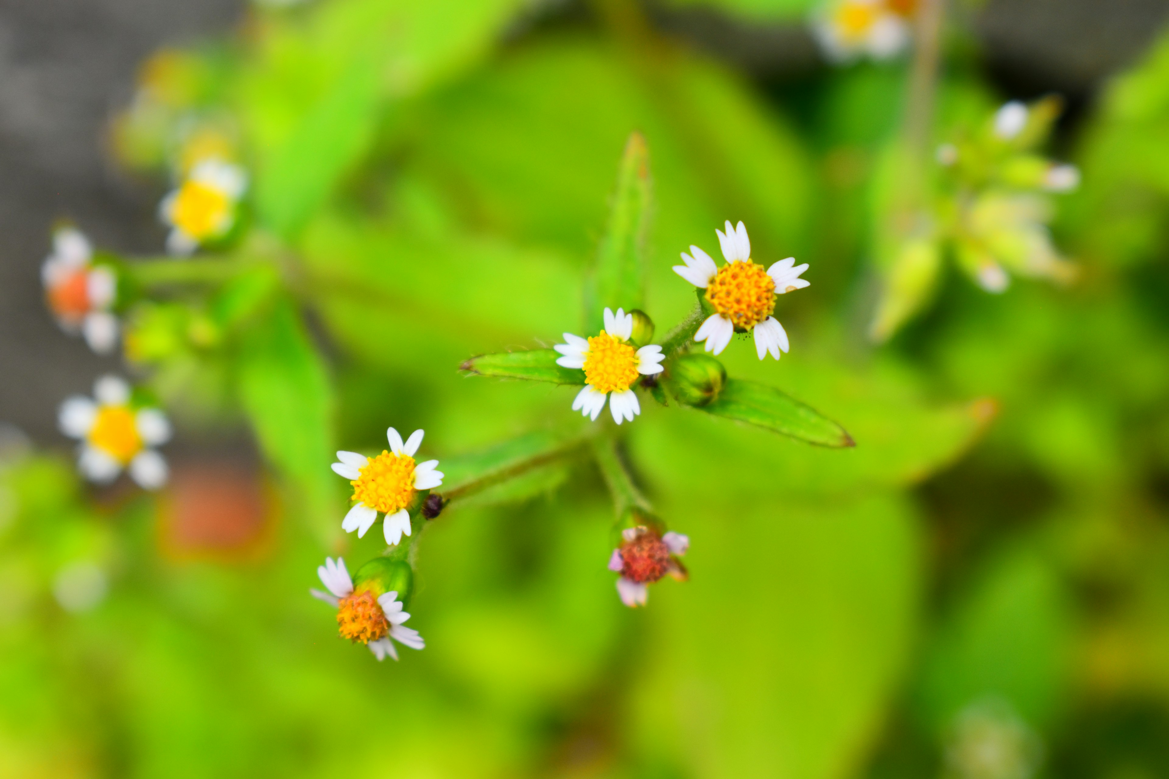 Small white flowers with orange centers on green leaves