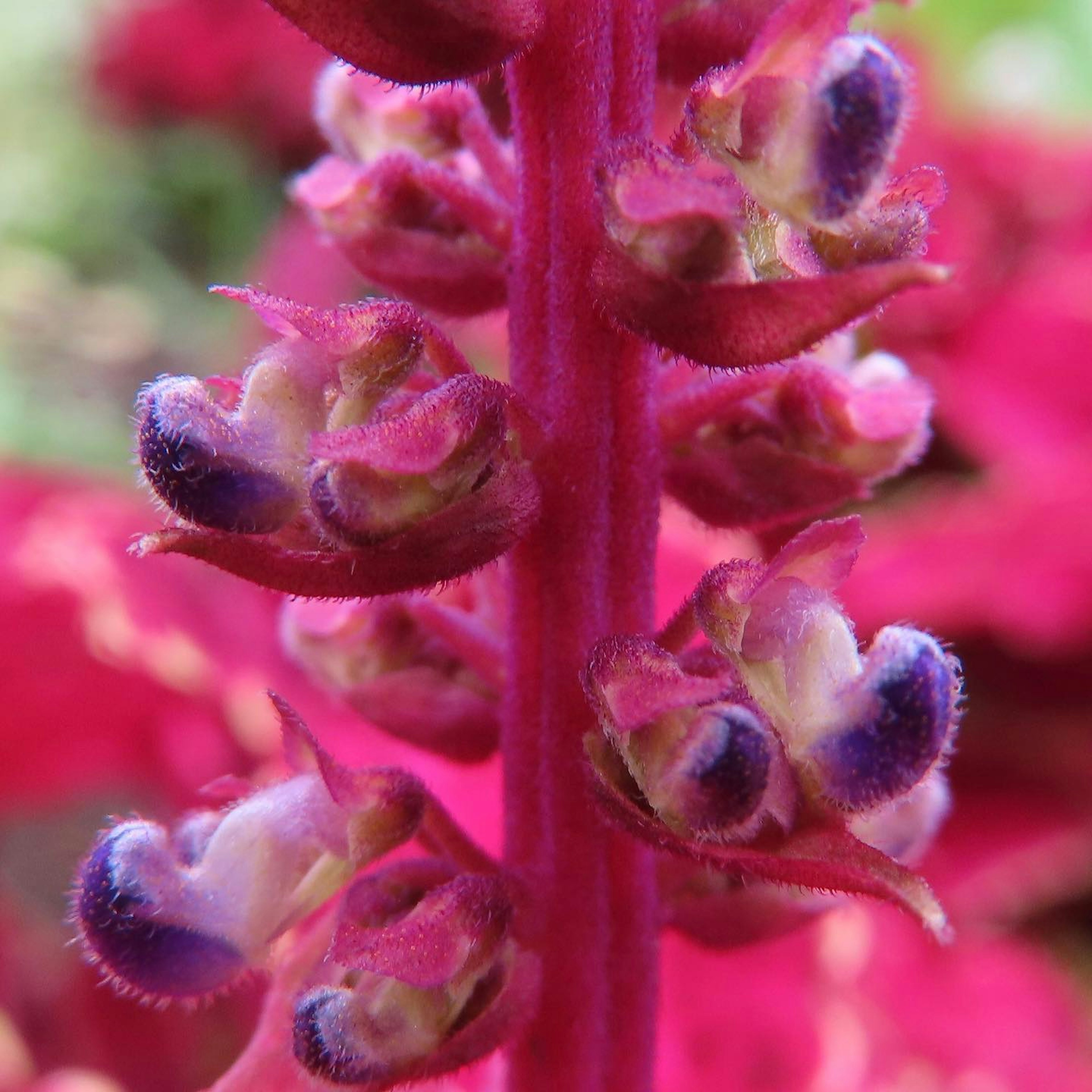 Close-up dari tanaman dengan bunga pink cerah dan kuncup ungu