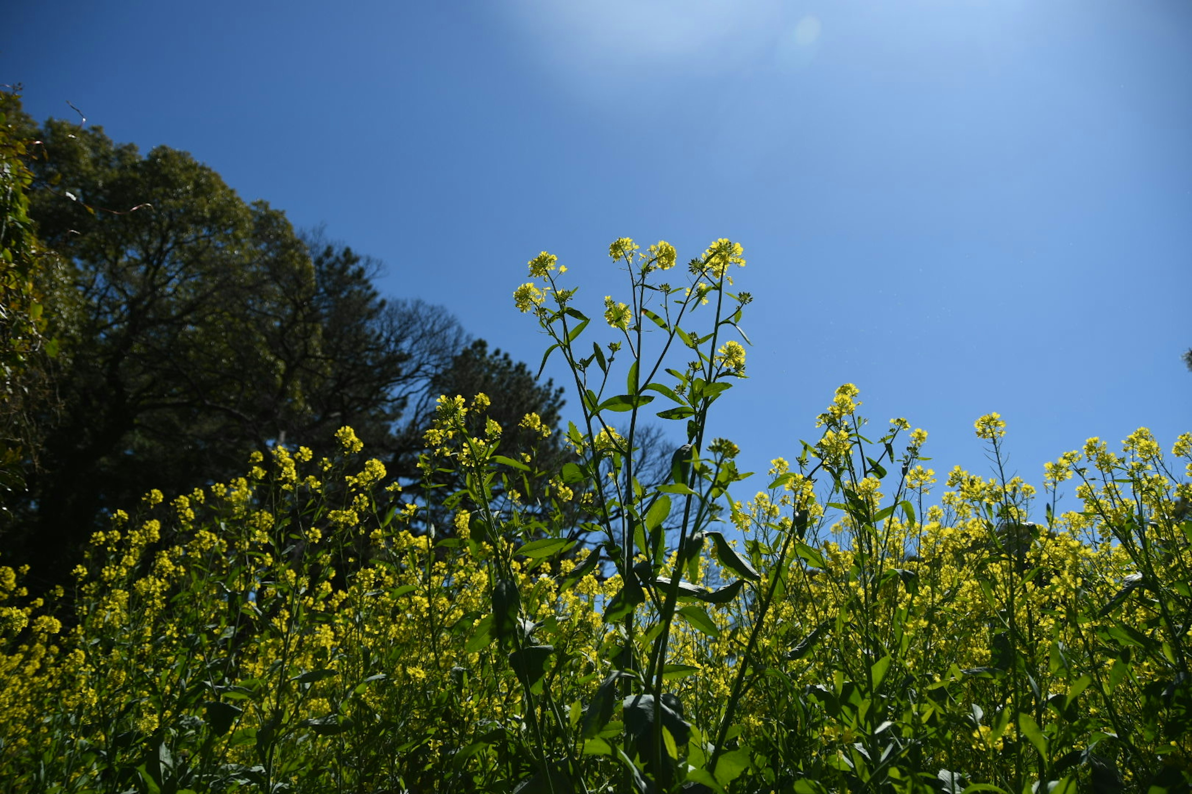 Field of yellow flowers under a clear blue sky