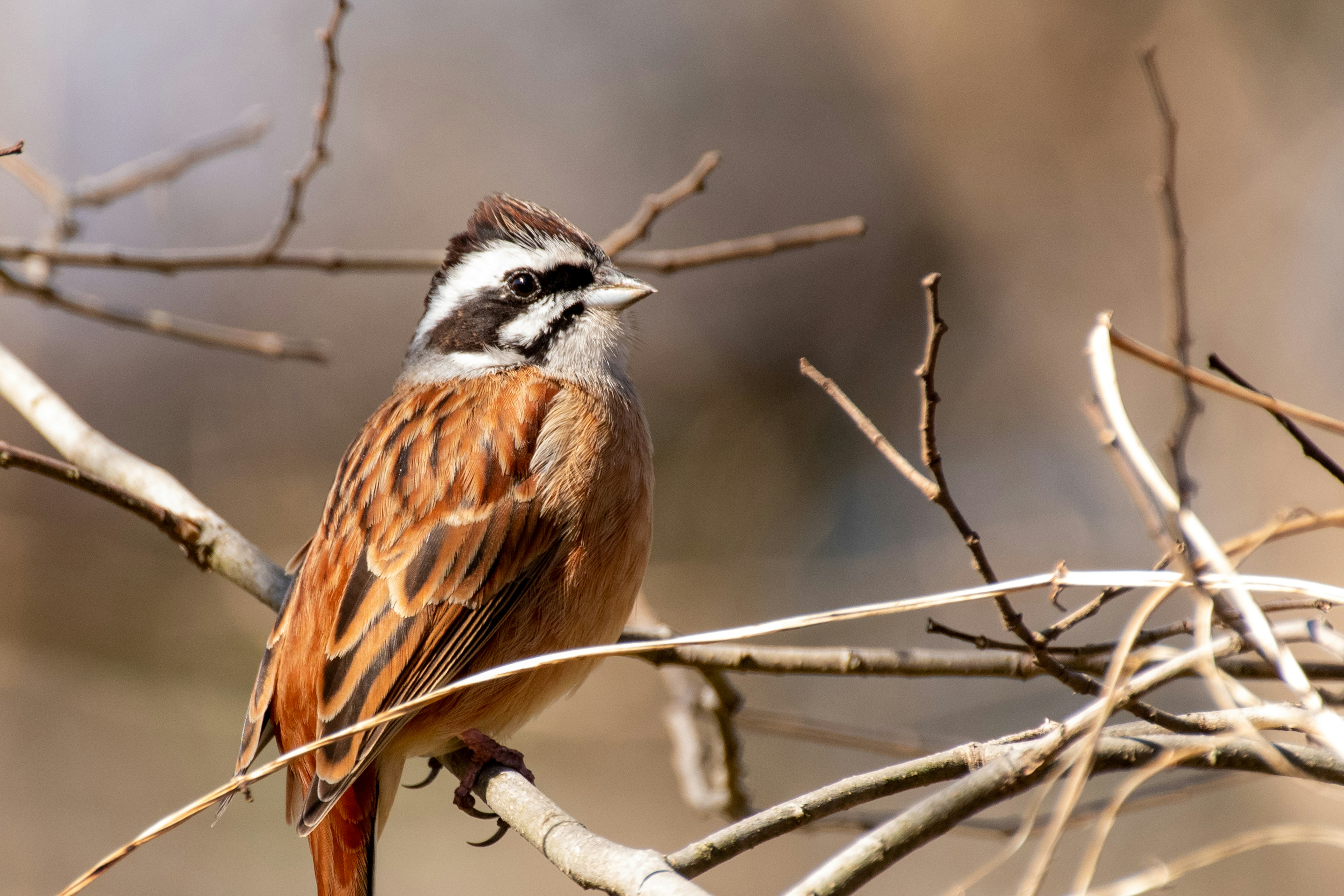 Nahaufnahme eines Vogels, der auf einem Ast sitzt mit braunen und weißen Federmustern