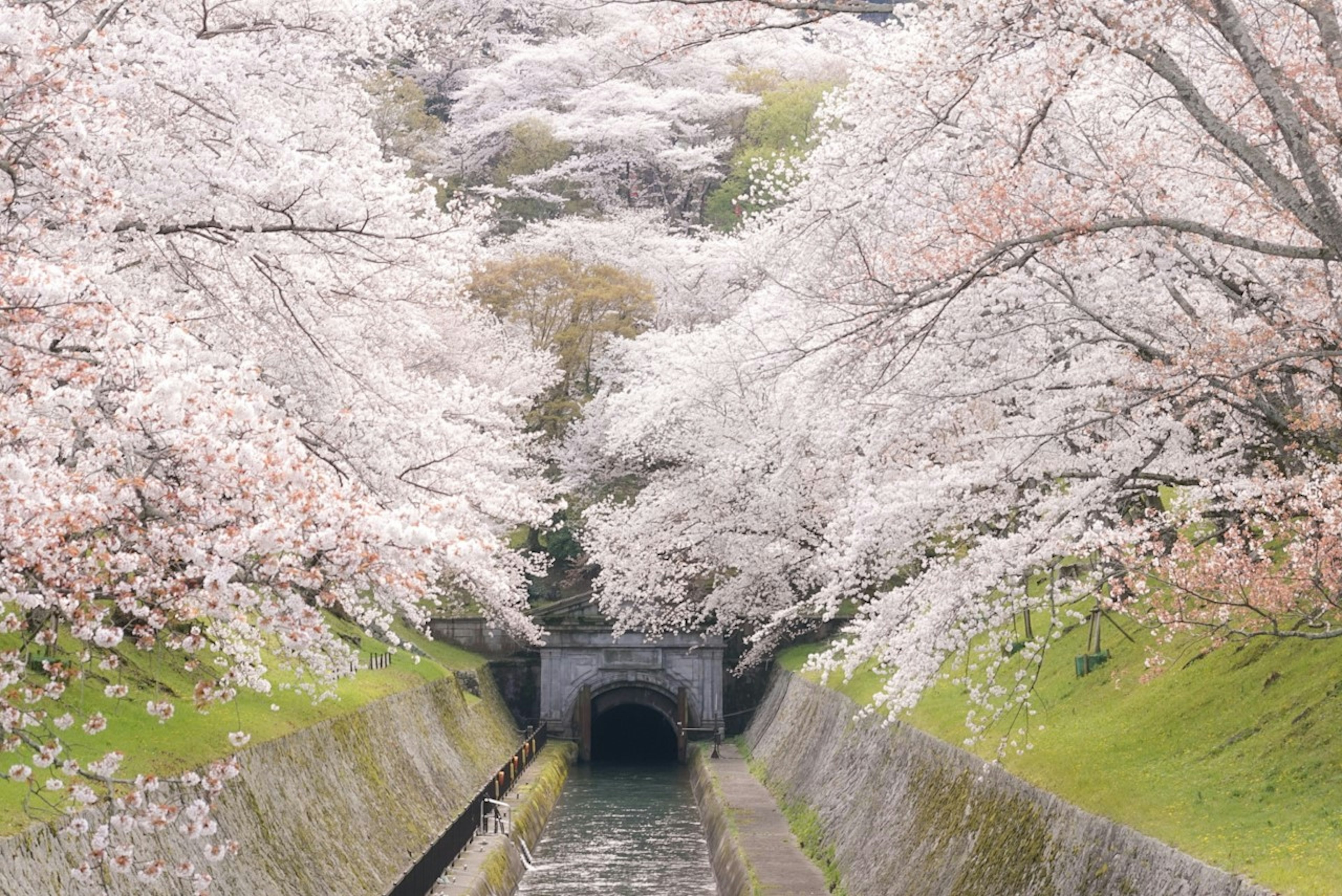 Vue pittoresque d'un canal bordé de cerisiers en fleurs