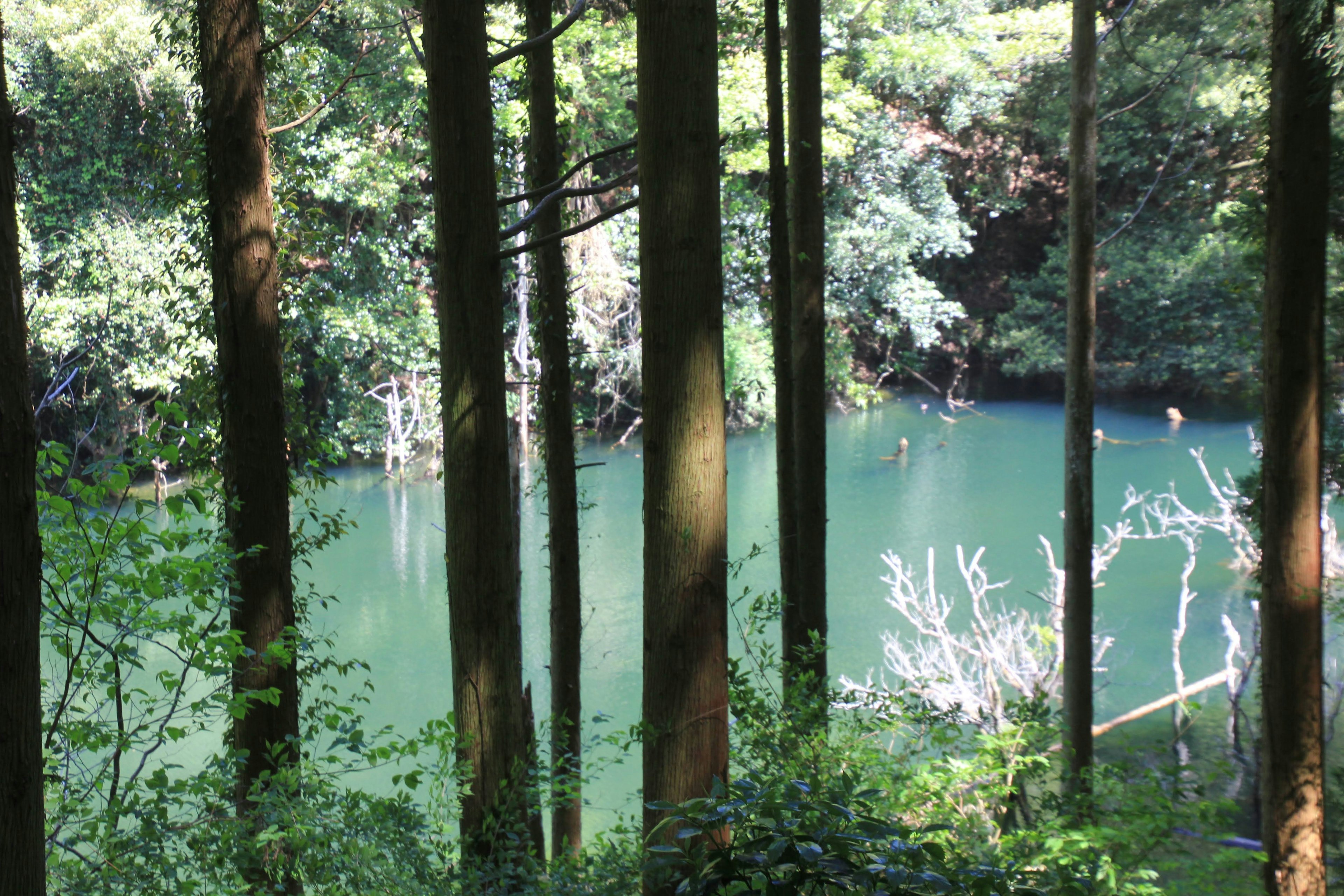 寧靜的湖泊景觀，藍色水面和周圍的樹木