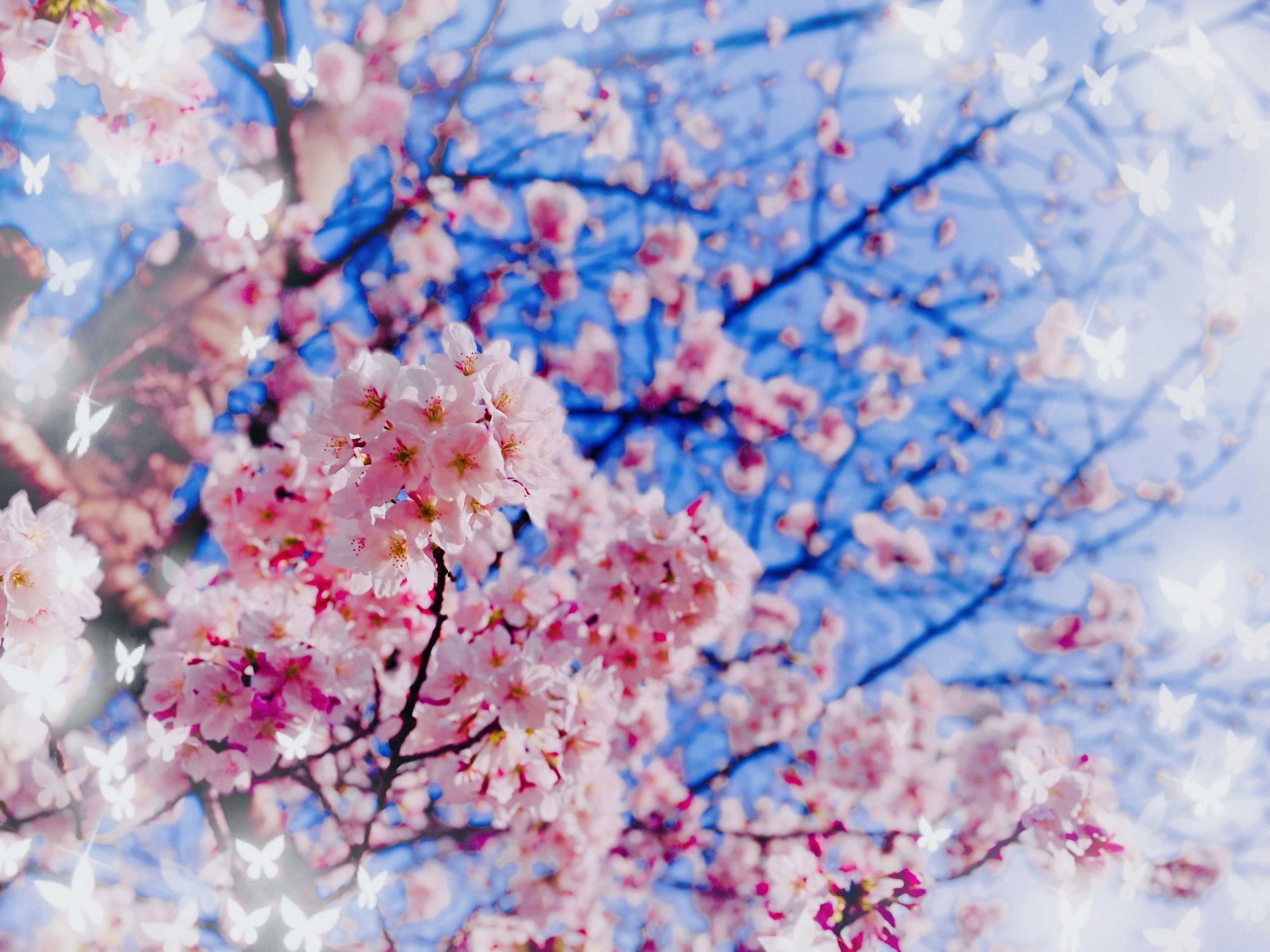 Pemandangan mimpi bunga sakura di langit biru dengan kupu-kupu putih