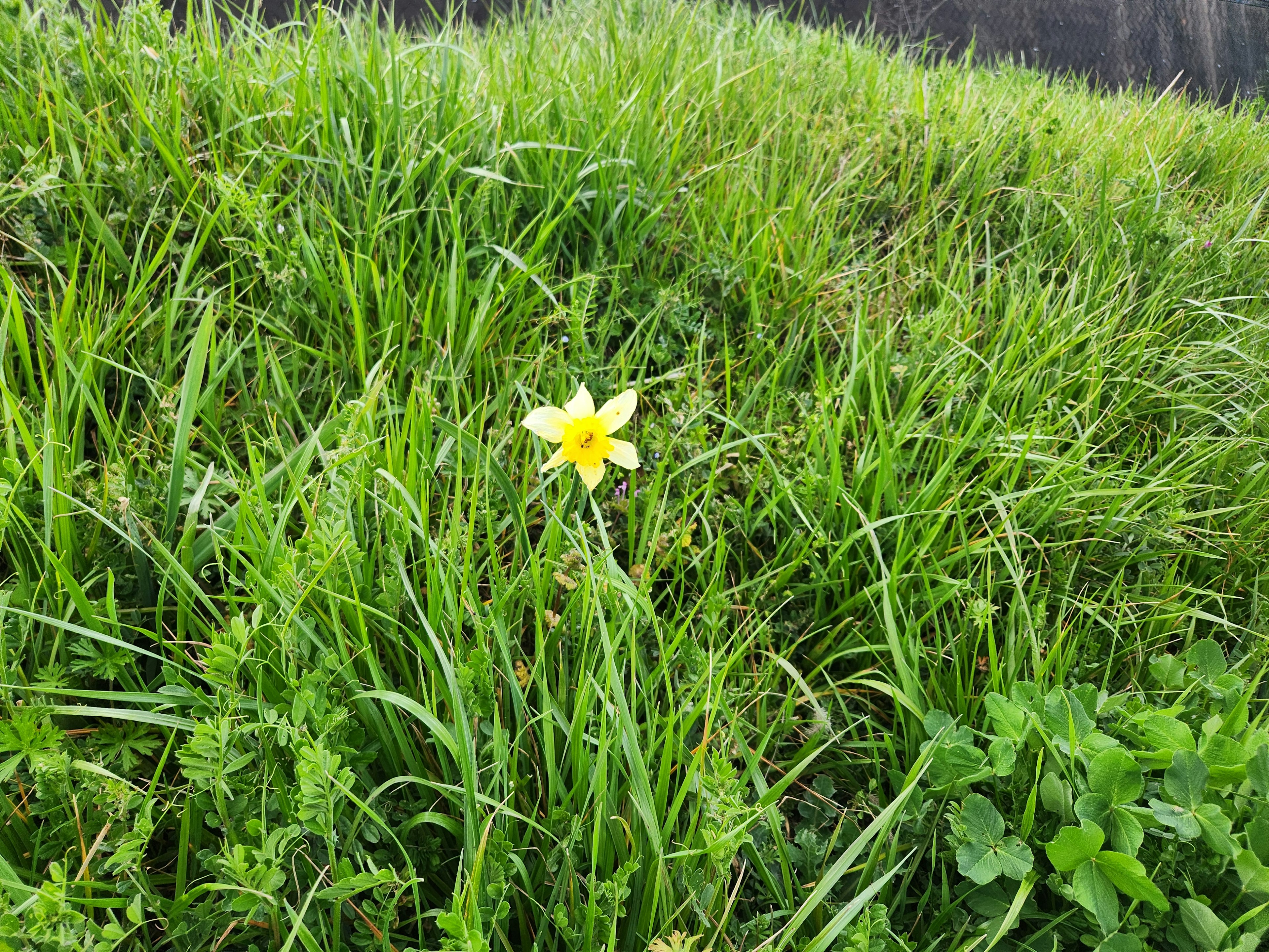 Un fiore giallo che sboccia tra l'erba verde